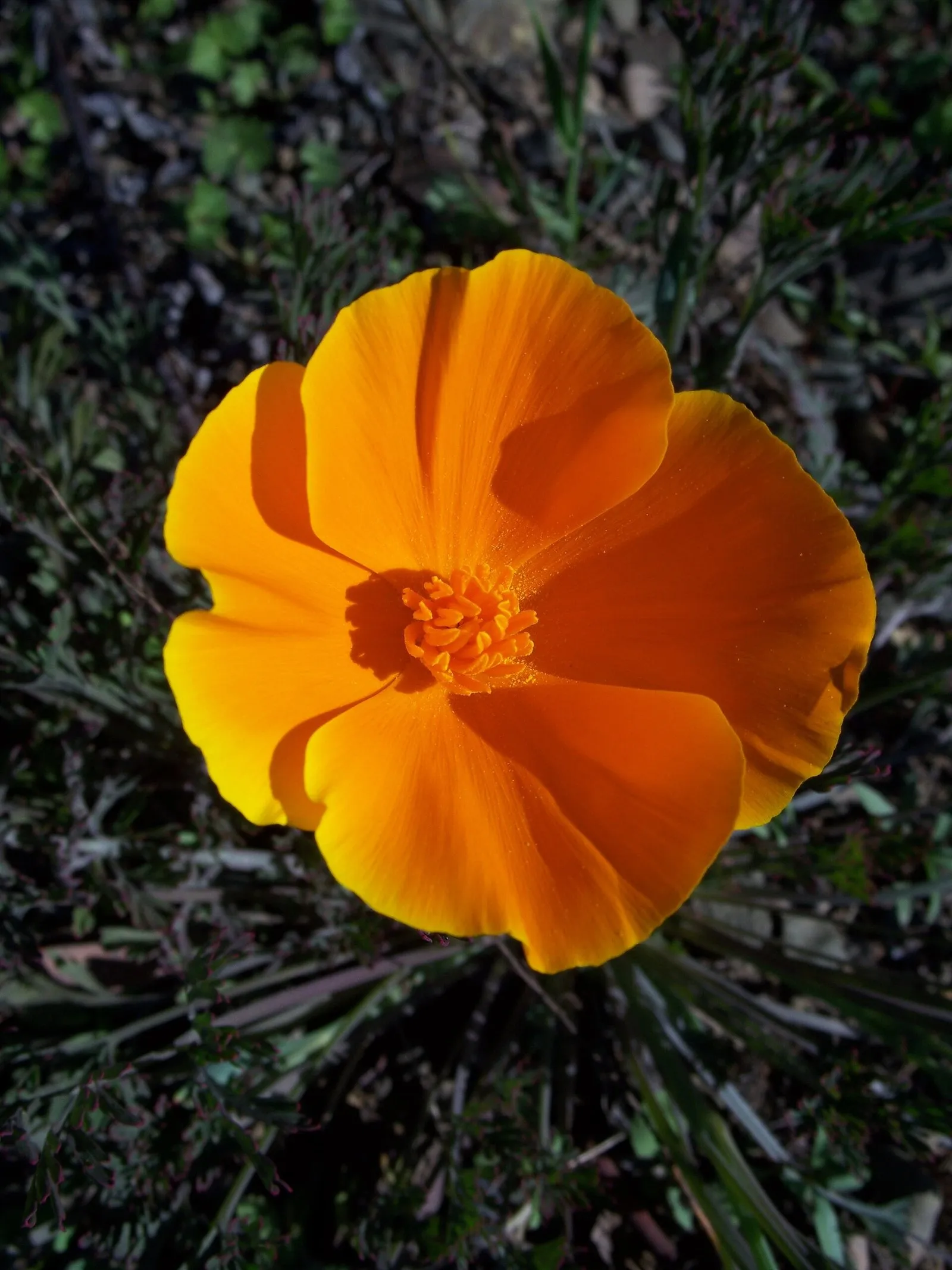 A single orange California poppy in bloom seen from above