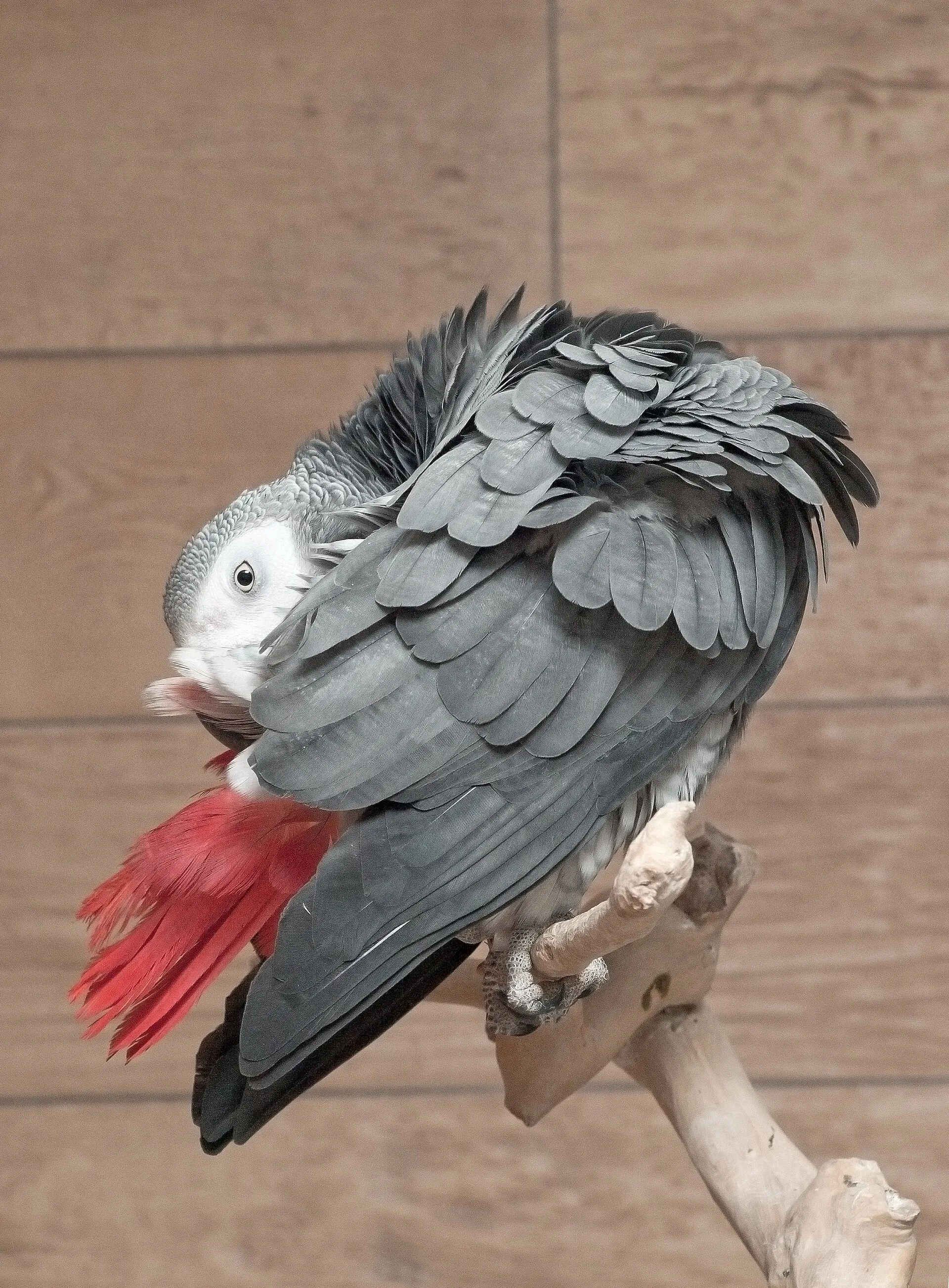 African grey parrot perched on a branch, showing its grey plumage and red tail