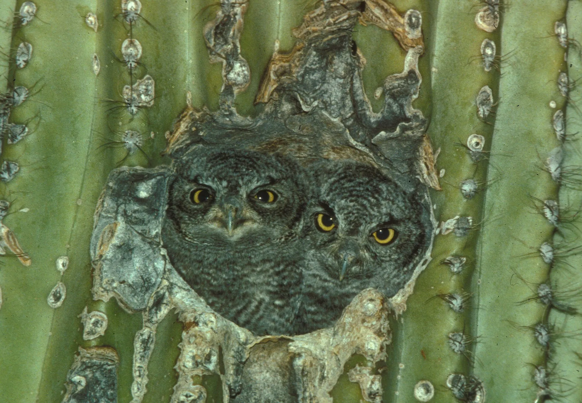 Two young elf owls peering out of a nest hole in a saguaro cactus