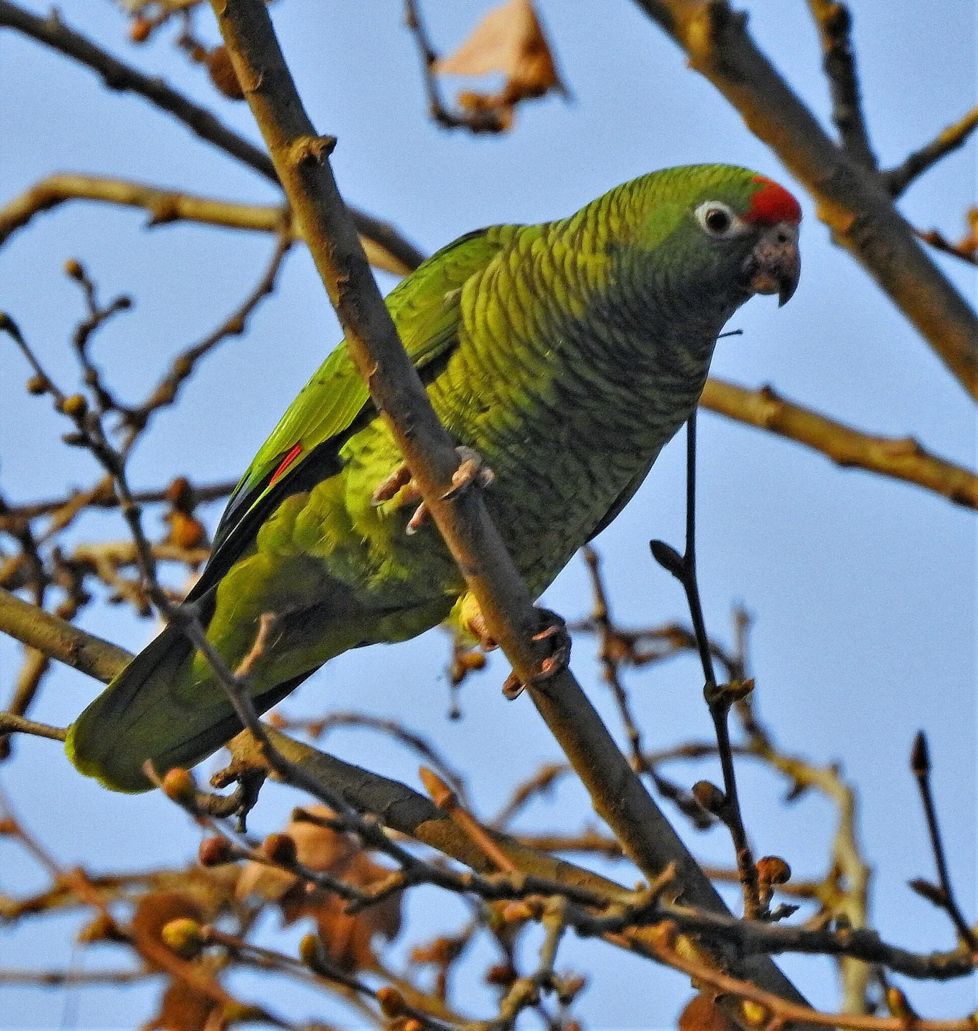 Red-crowned Amazon parrot perched among bare branches