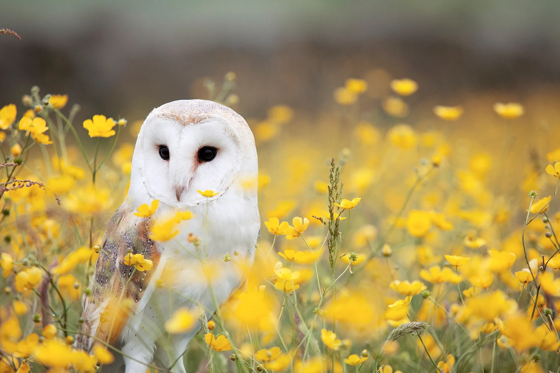 Barn owl standing in a meadow of yellow buttercups