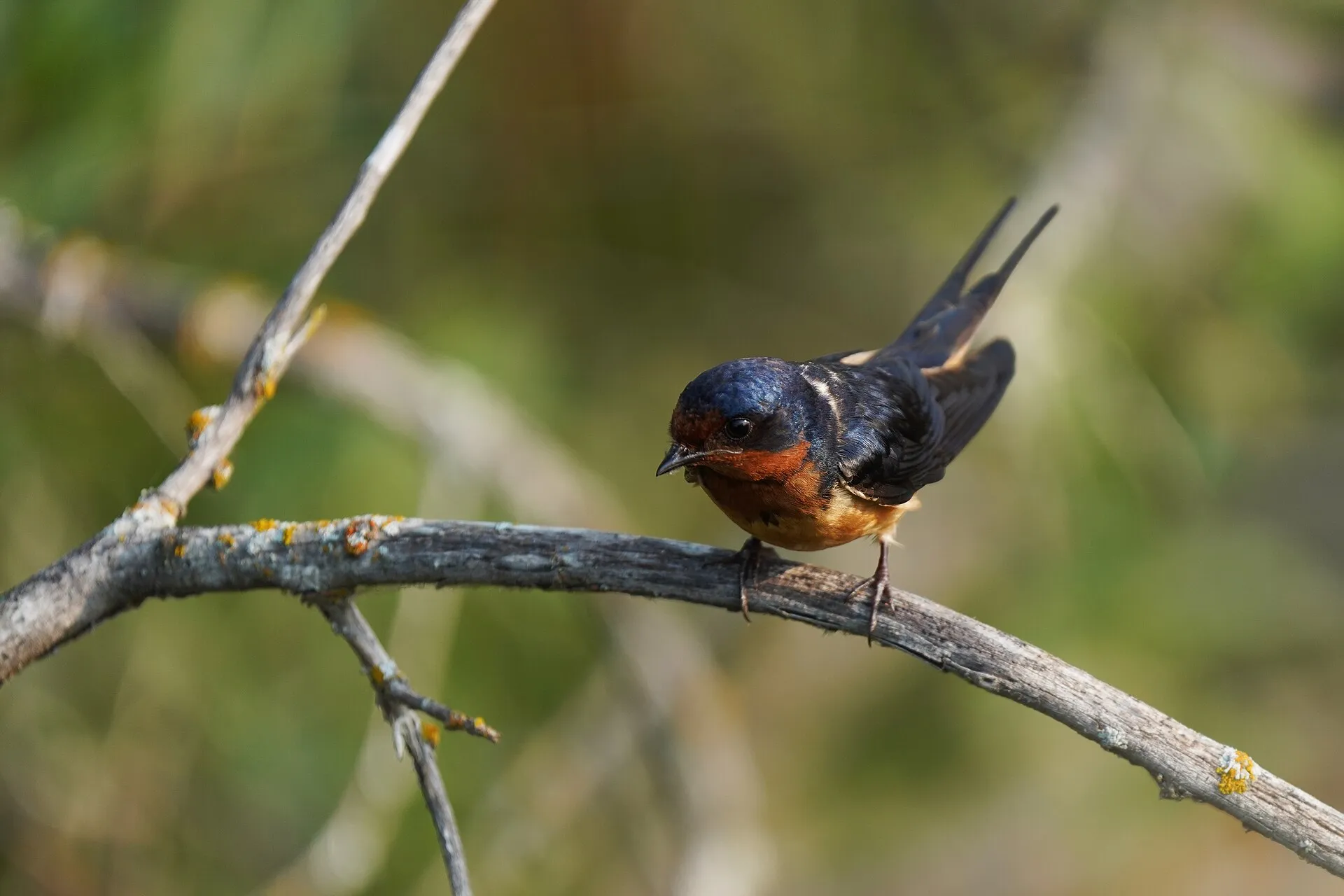 Barn swallow with a rusty throat and long forked tail perched on a branch