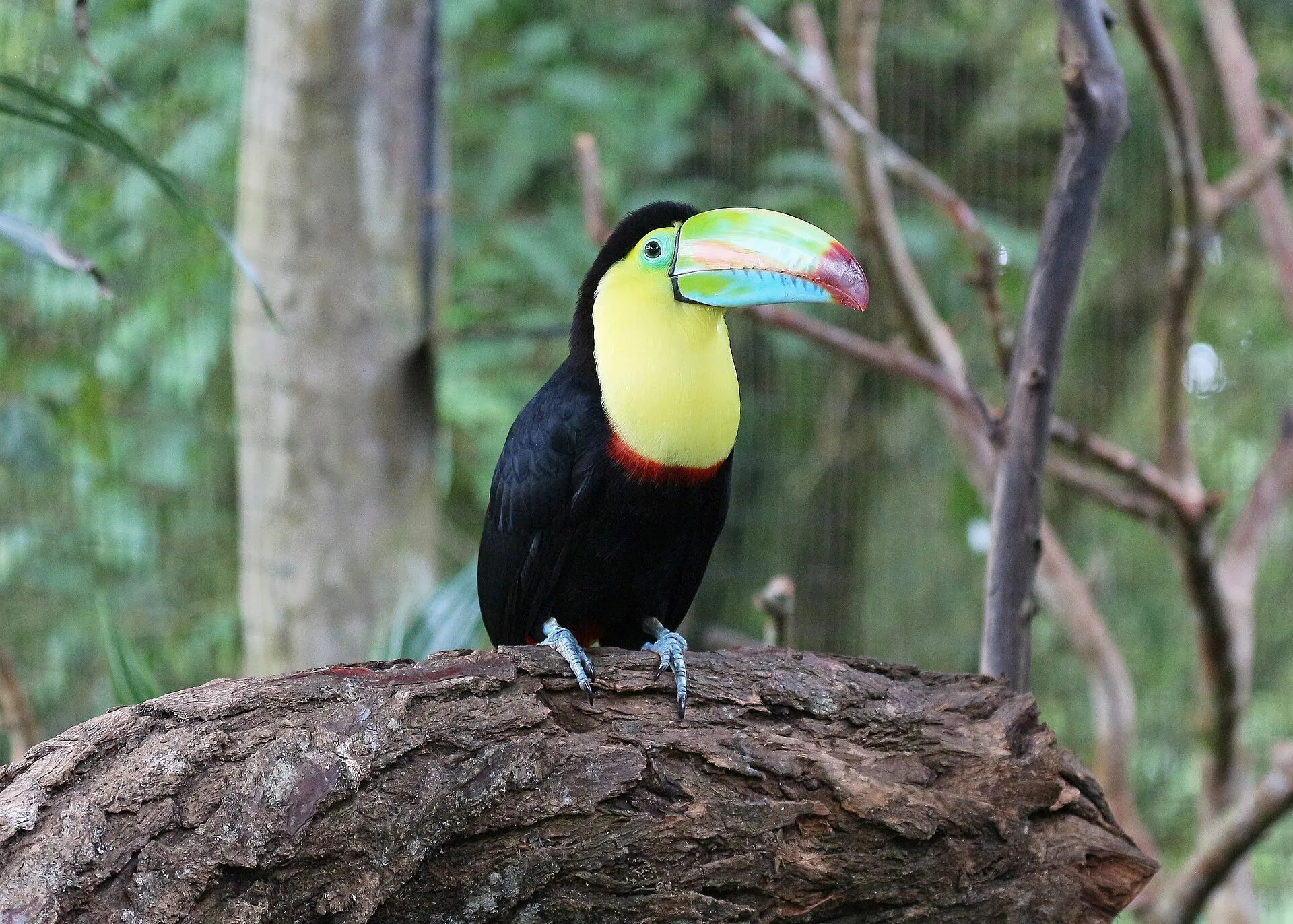 Keel-billed toucan with a rainbow-colored bill perched on a branch