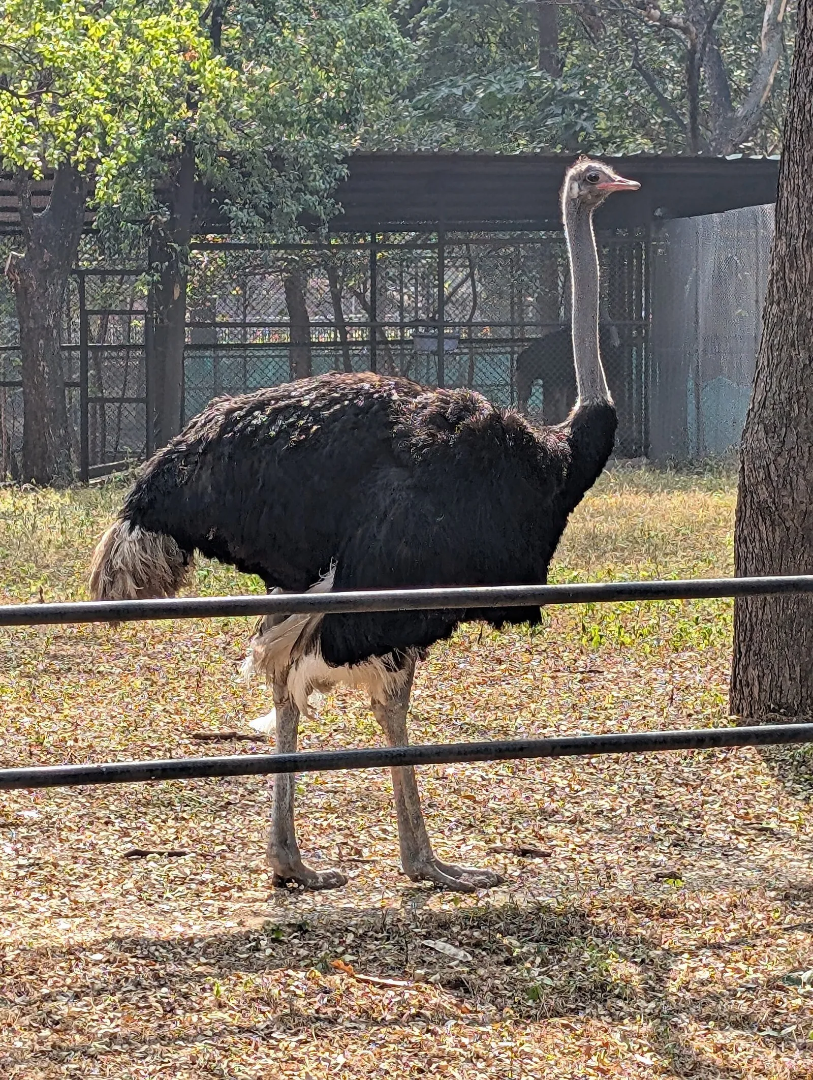 An ostrich standing tall behind a low rail, its long bare neck rising above dark plumage