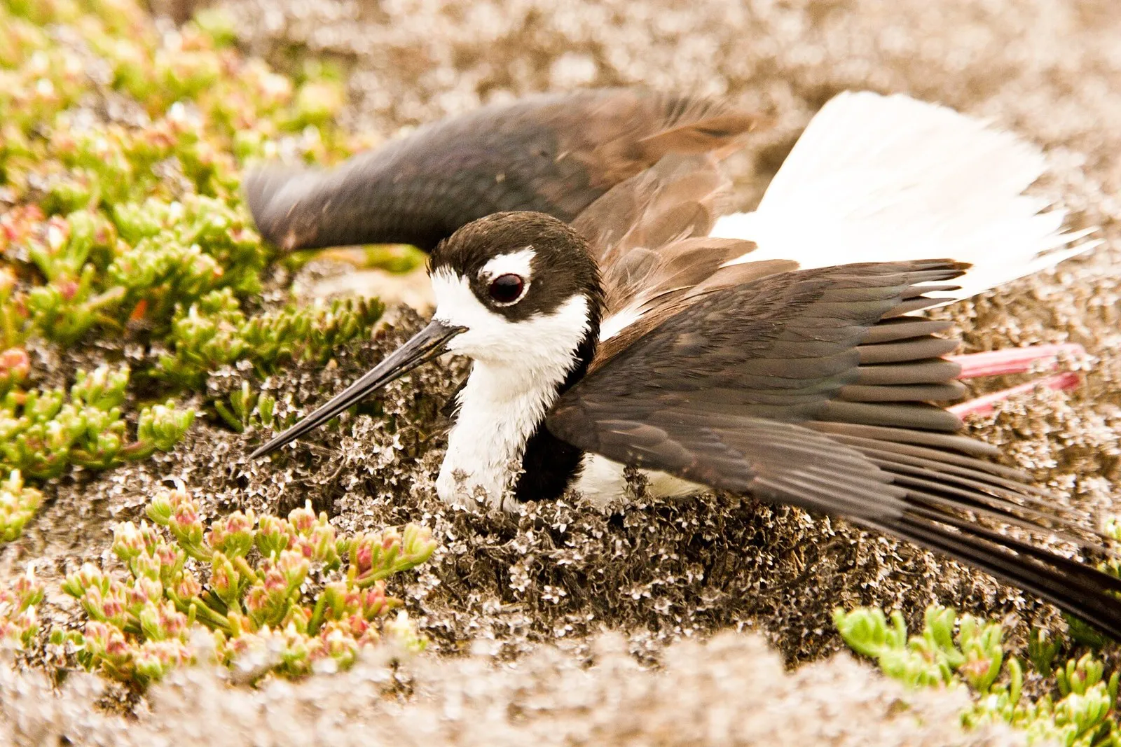 A black-necked stilt spreading its wings low over a nest in a broken-wing distraction display