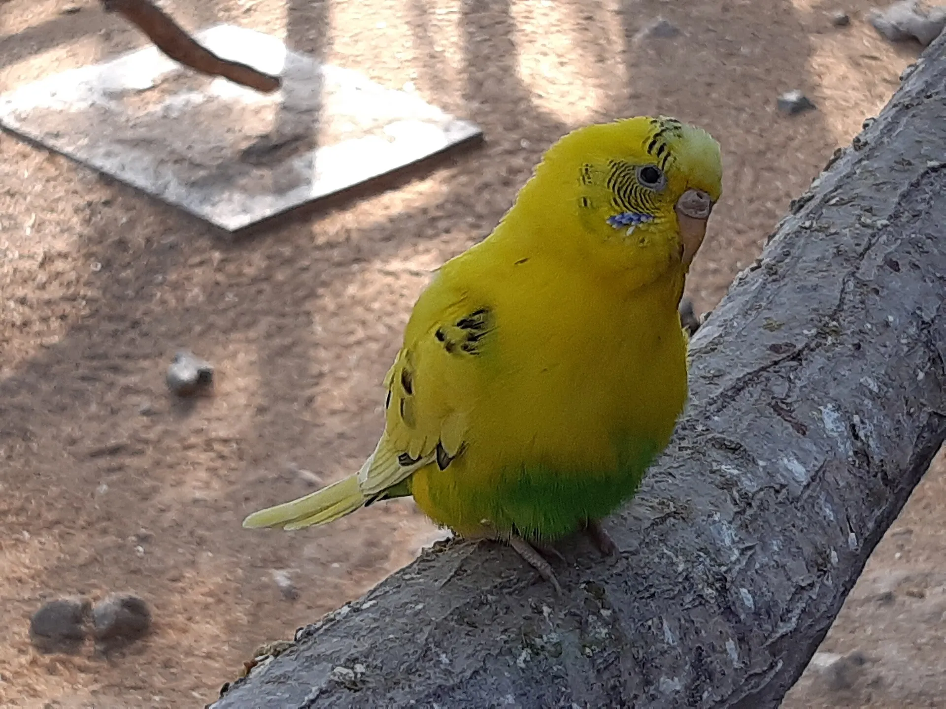 Yellow budgerigar perched on a tree branch