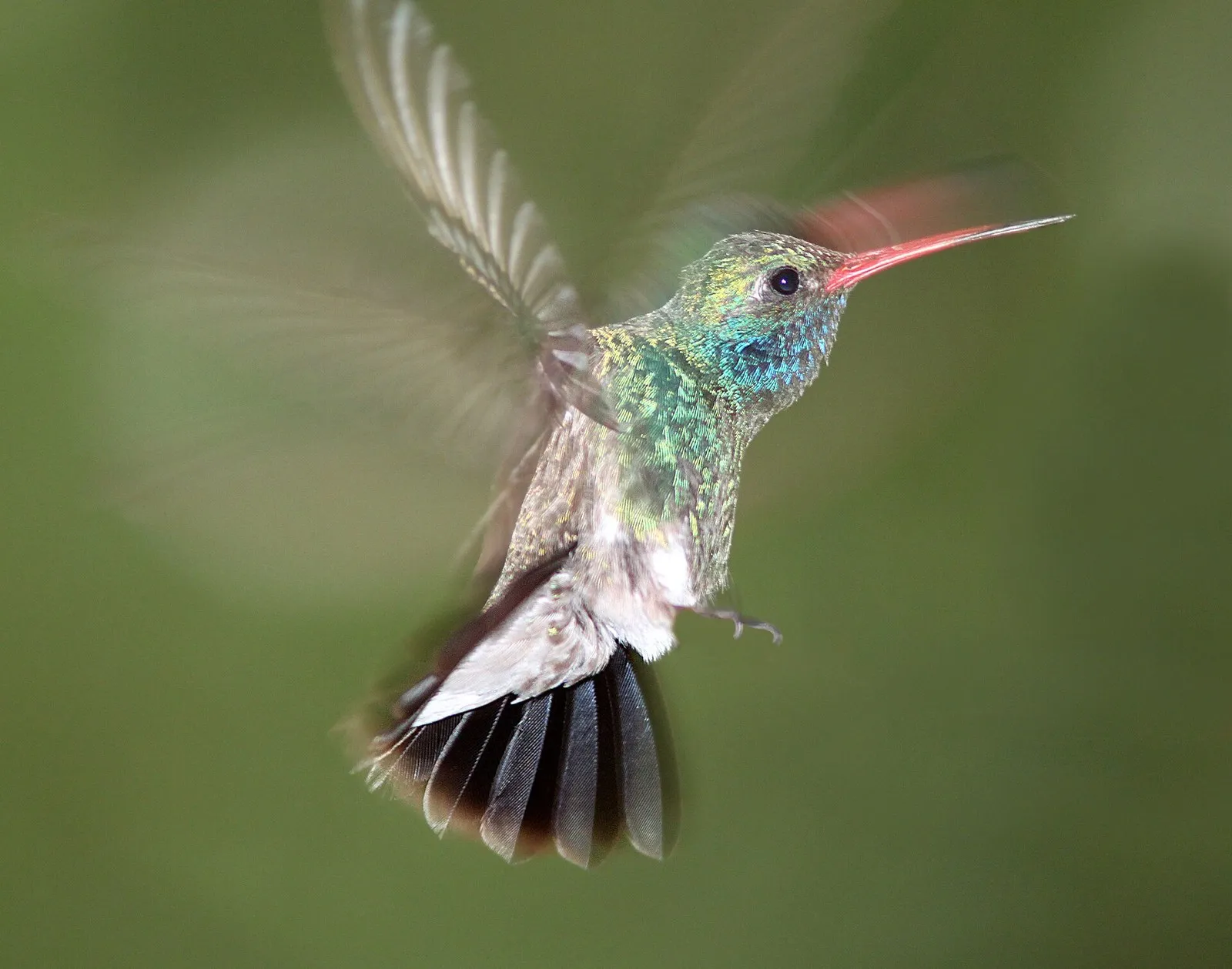 An iridescent green hummingbird hovering with wings blurred and tail fanned