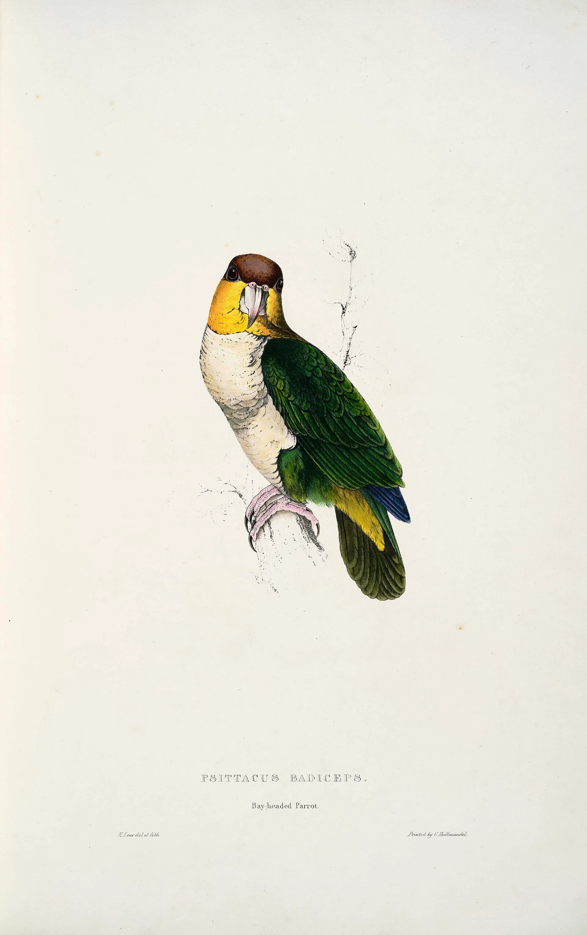 Vintage natural history illustration of a black-headed caique parrot