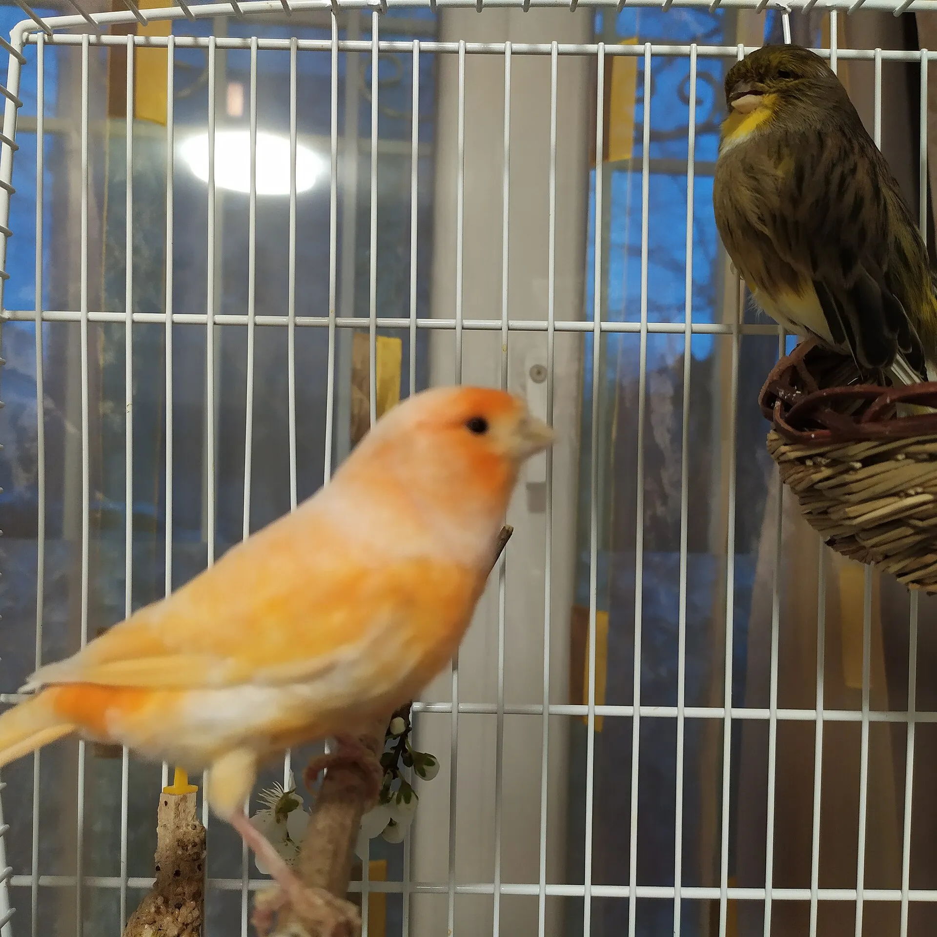 Orange canary perched inside a wire cage