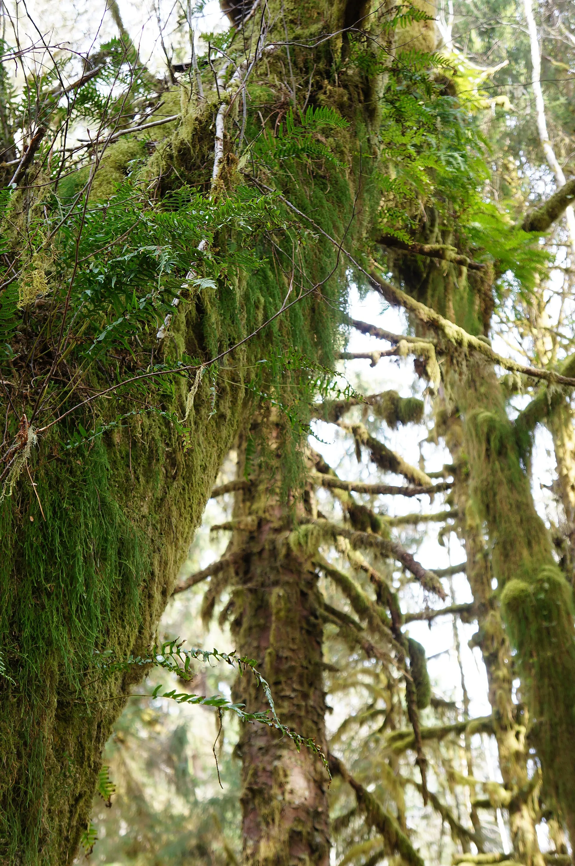 Moss-draped trees rising into a lush rainforest canopy