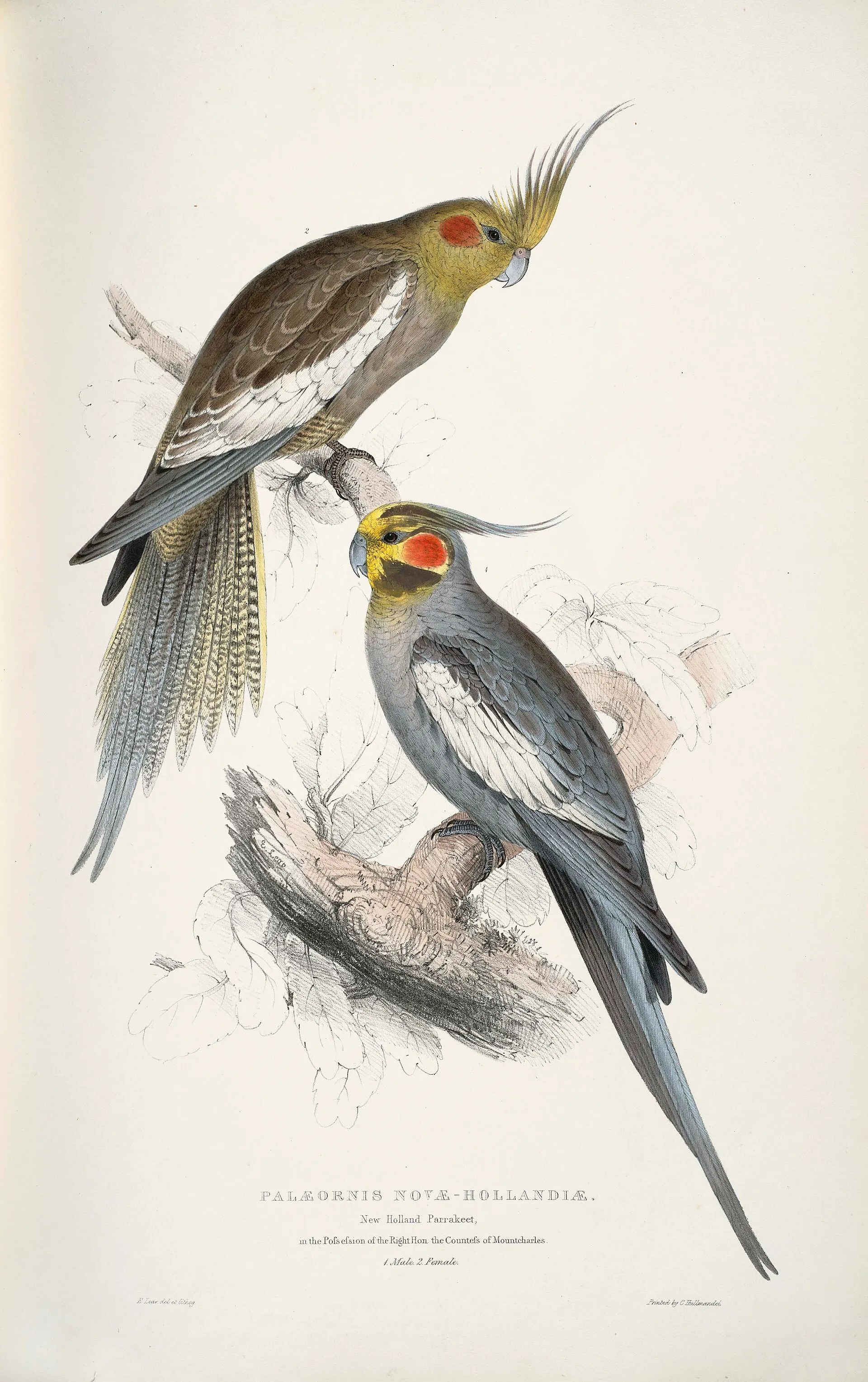 Vintage illustration of two cockatiels with yellow crests and orange cheek patches