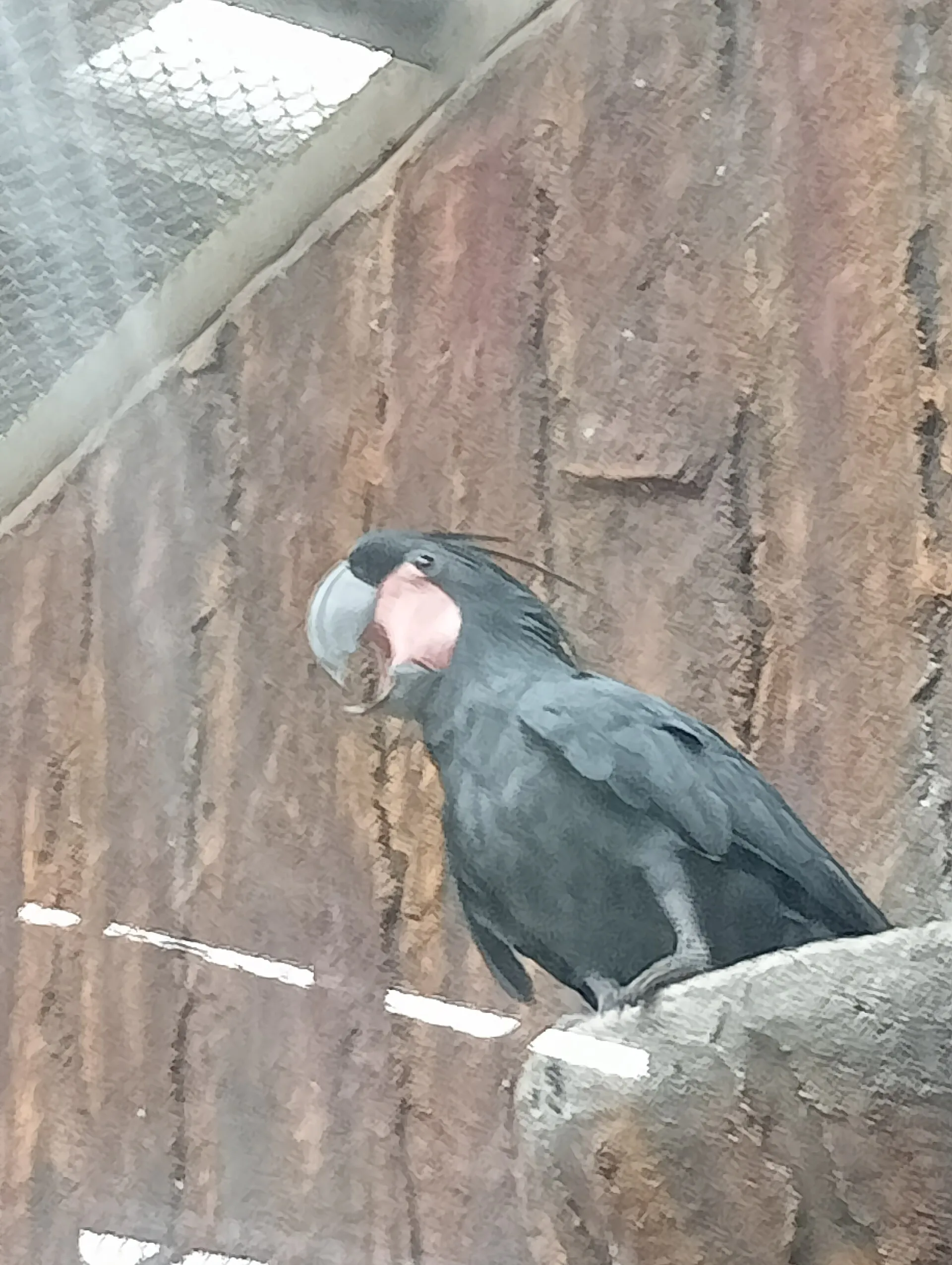 Black palm cockatoo with a large curved beak perched in an aviary