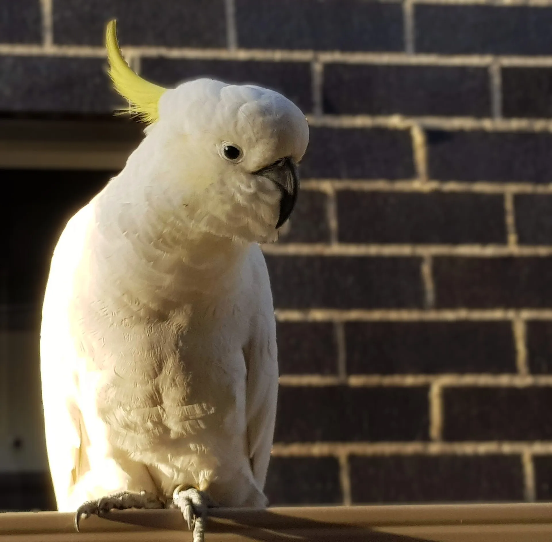 Sulphur-crested cockatoo with a raised yellow crest against a brick wall