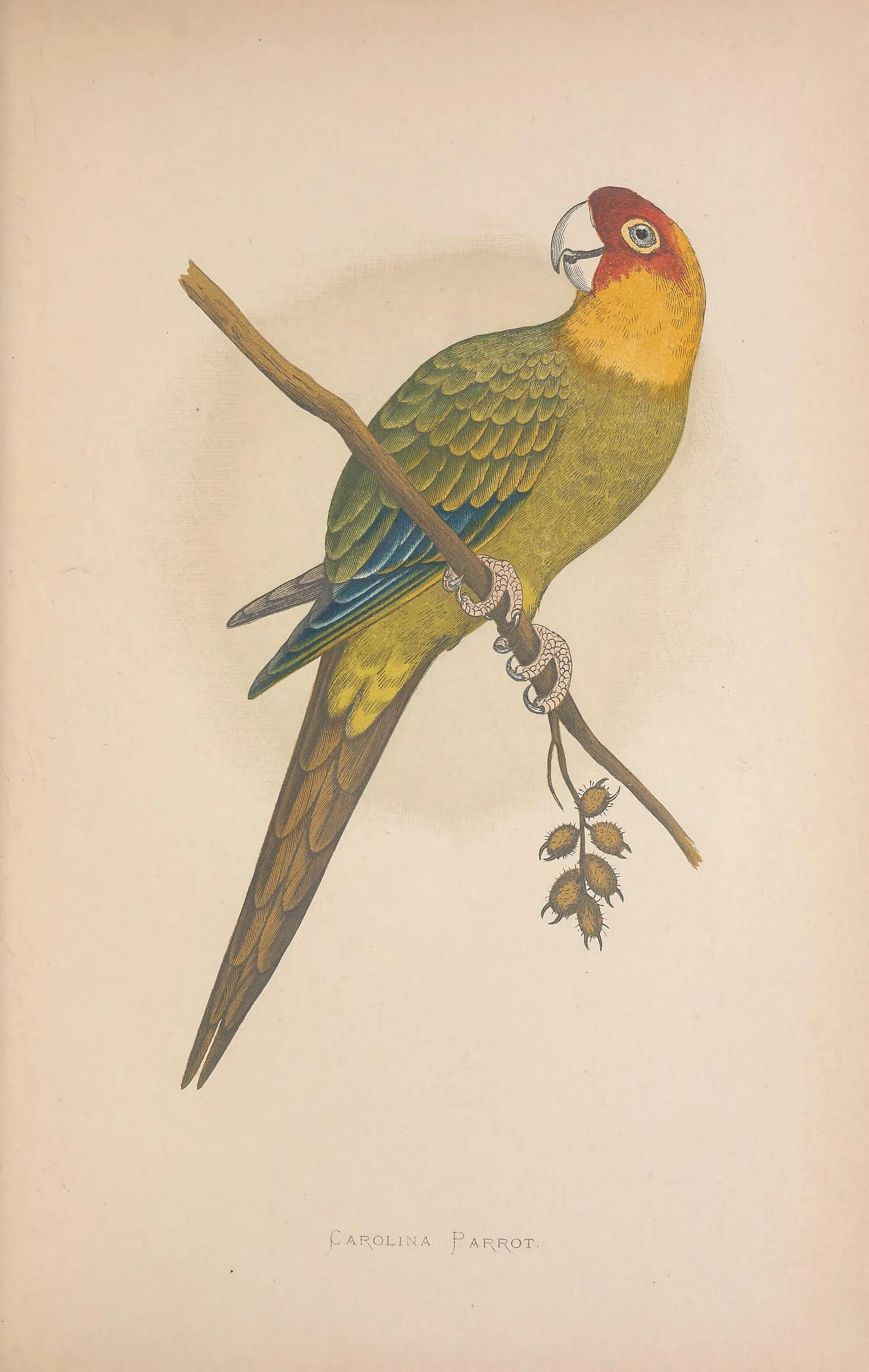 Vintage natural history plate of a conure perched on a branch