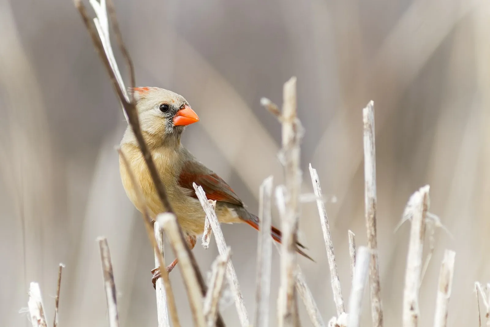 A female northern cardinal with an orange bill perched among pale winter reeds