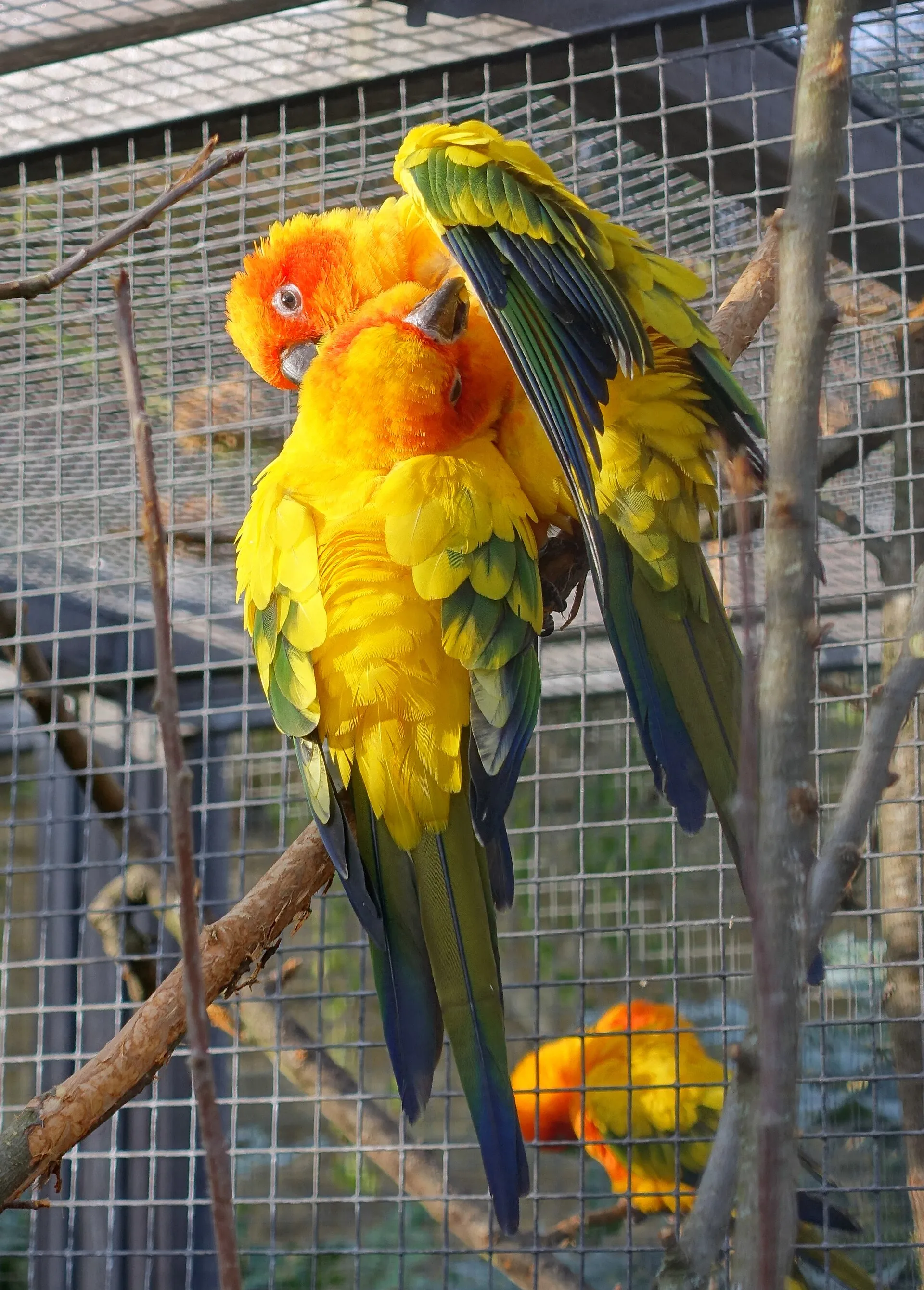 Pair of sun conures with golden plumage preening in an aviary