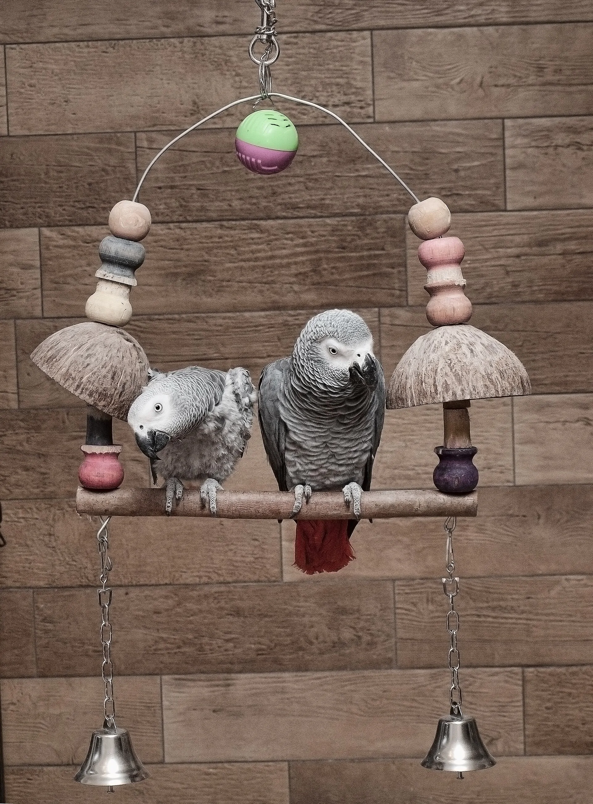 Two African grey parrots sitting together on a toy perch with bells