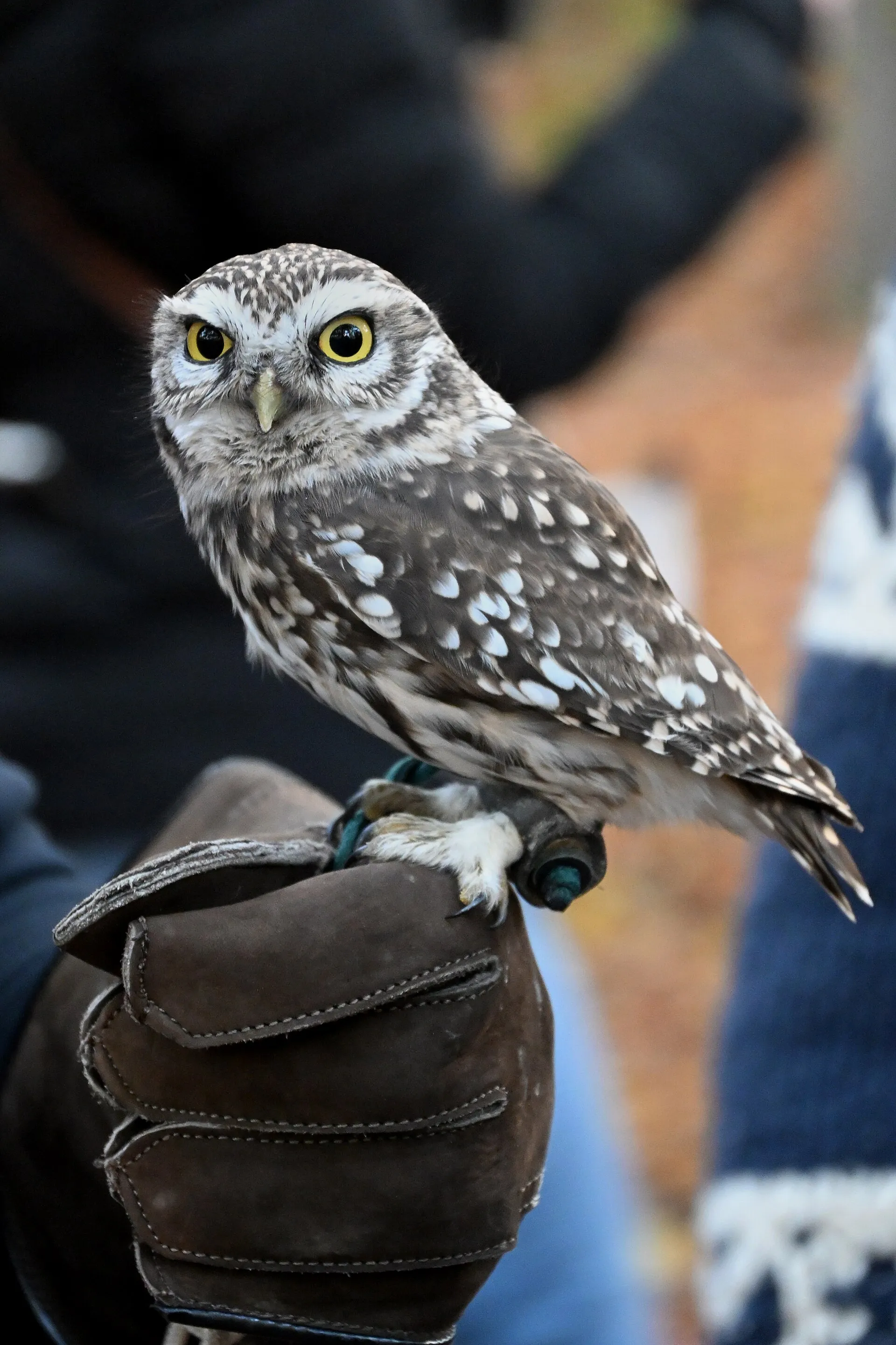 Small spotted little owl perched on a falconer's glove