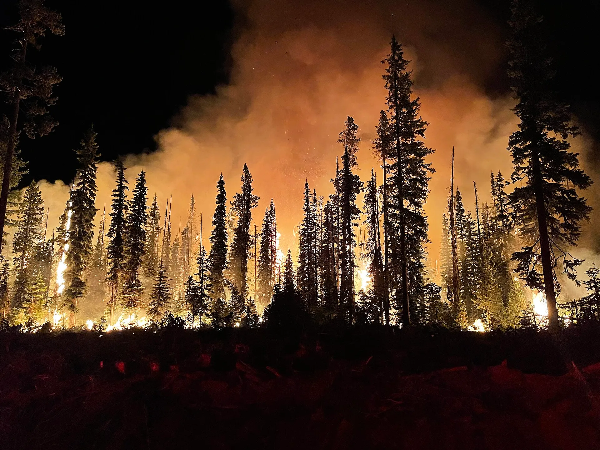 Forest fire burning through trees against a night sky filled with smoke