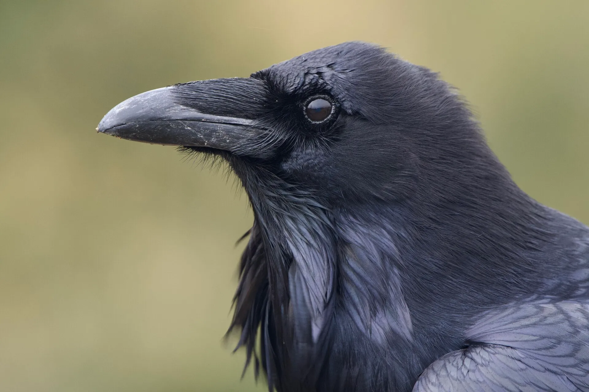 Close-up profile of a common raven showing its heavy curved black bill