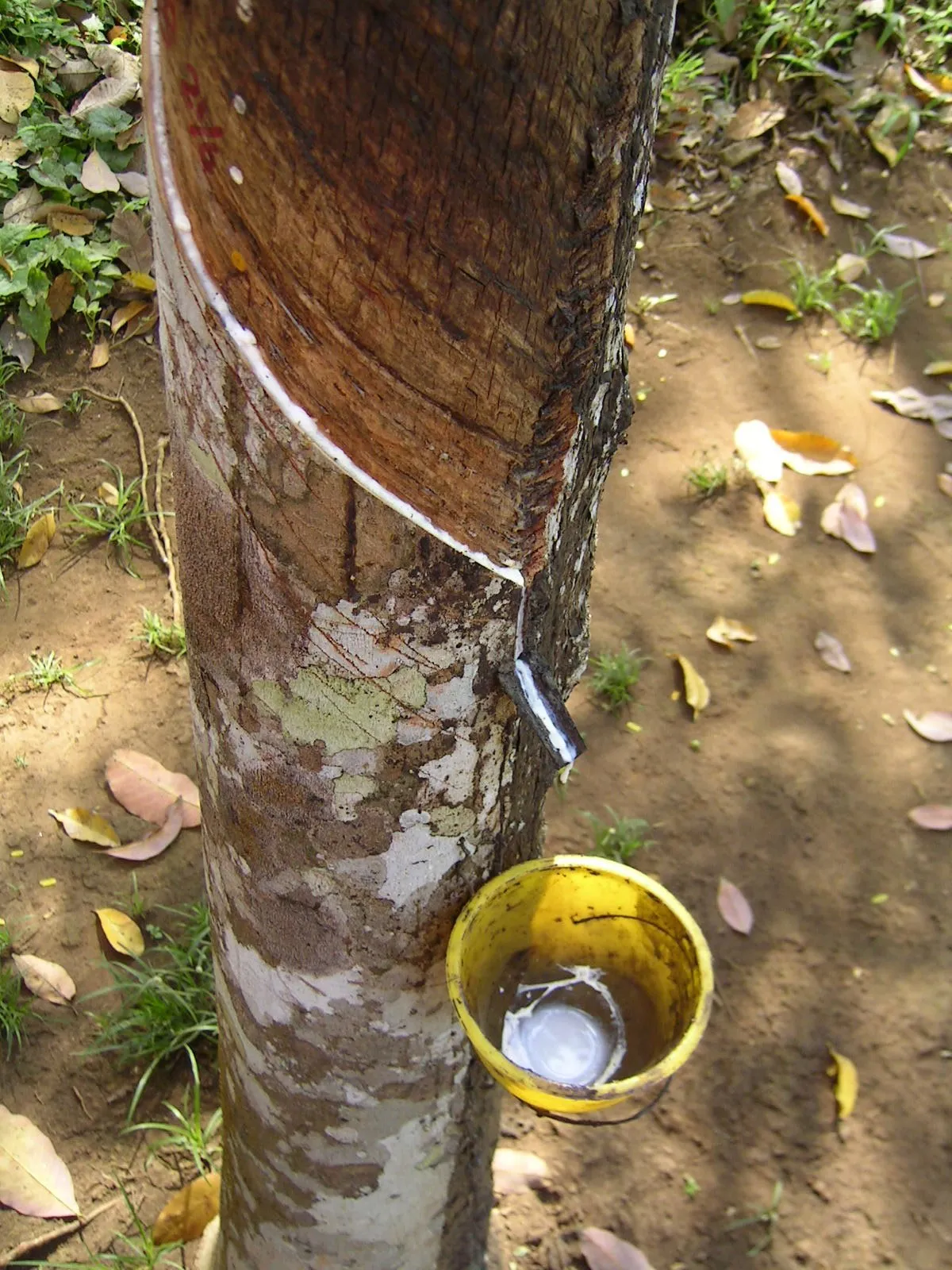 Latex dripping from a tapped cut in a rubber tree into a yellow collection cup