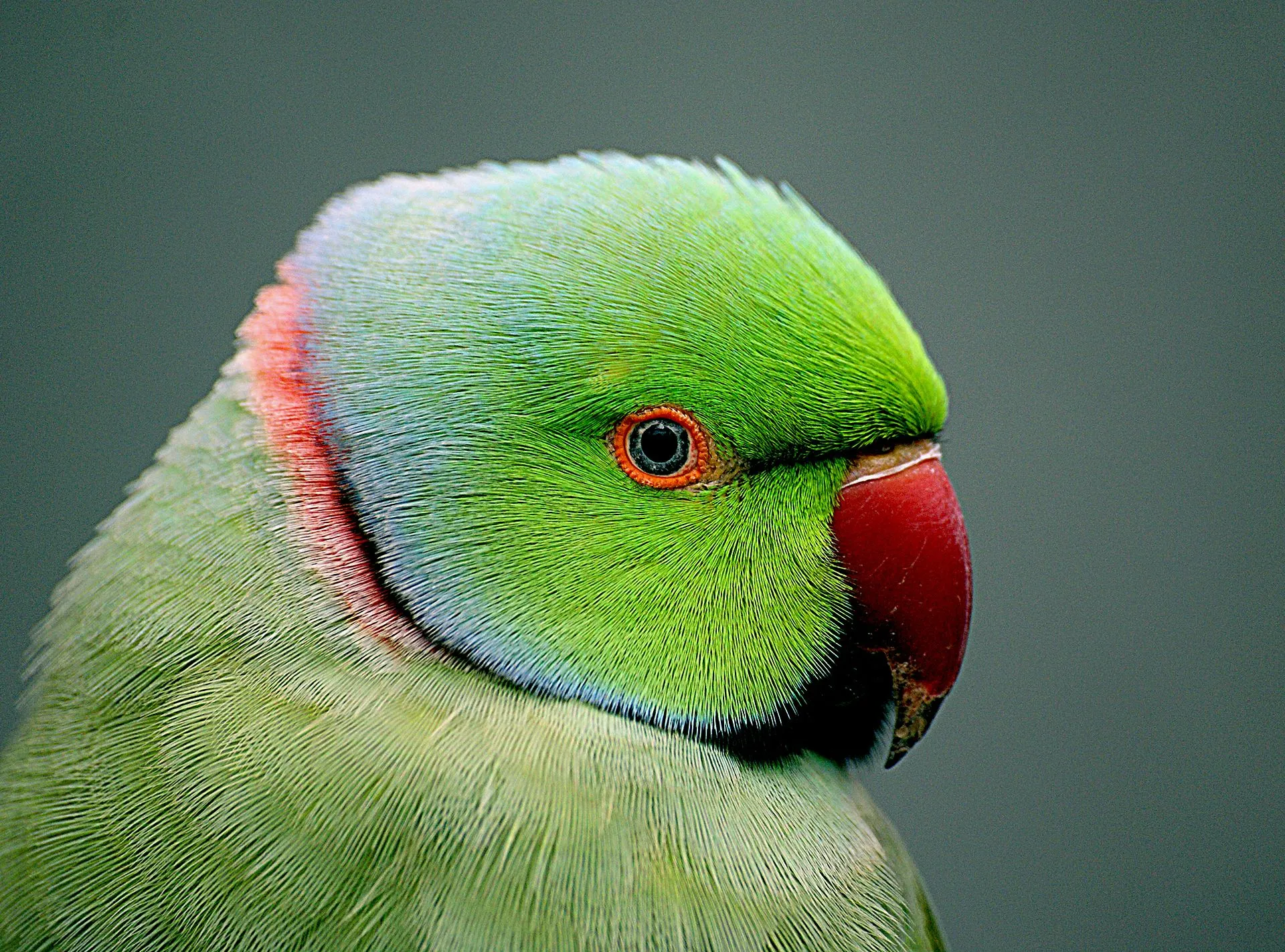 Close-up of a rose-ringed parakeet's green head and red beak