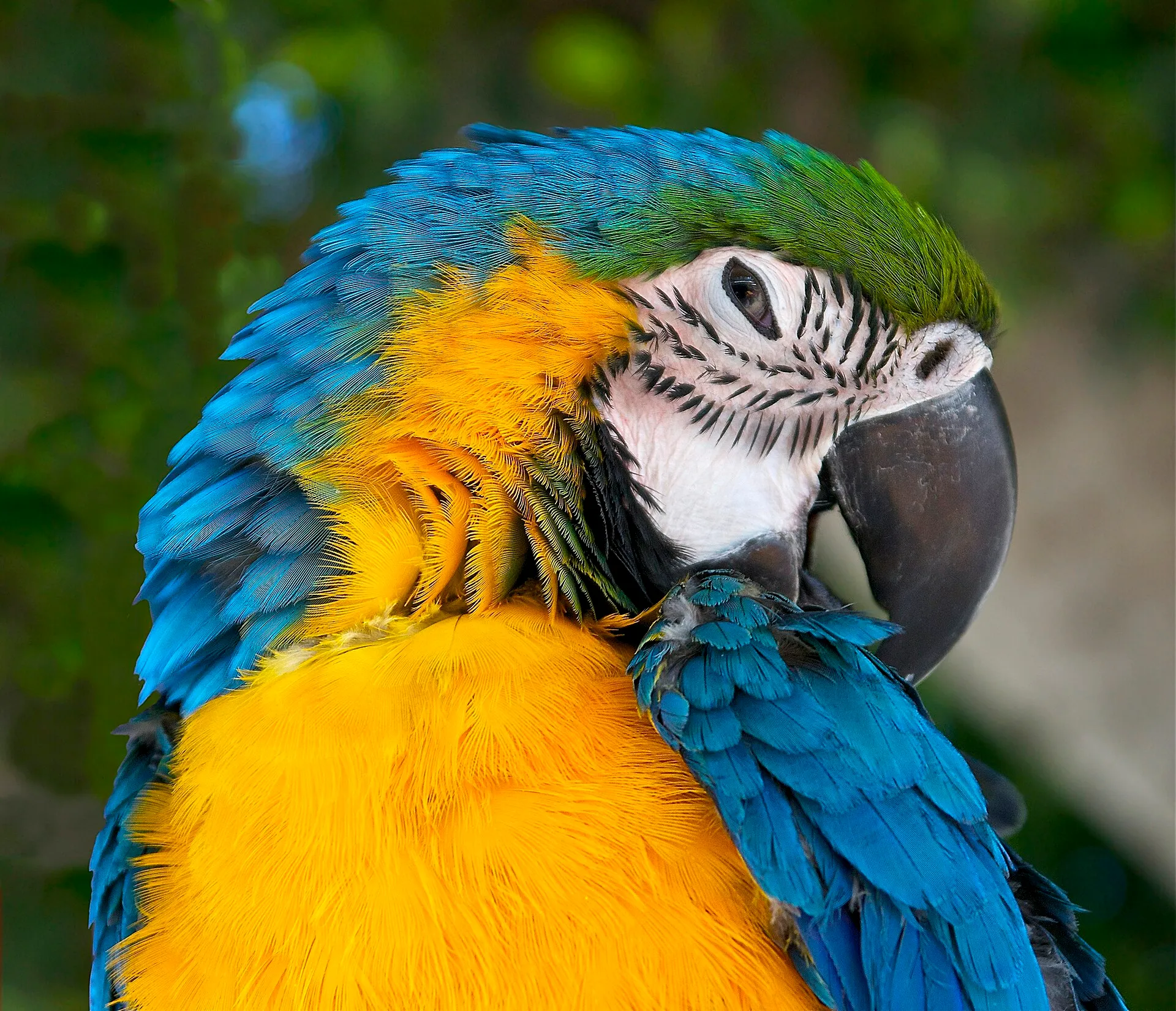 Blue-and-gold macaw in profile showing its yellow chest and green crown
