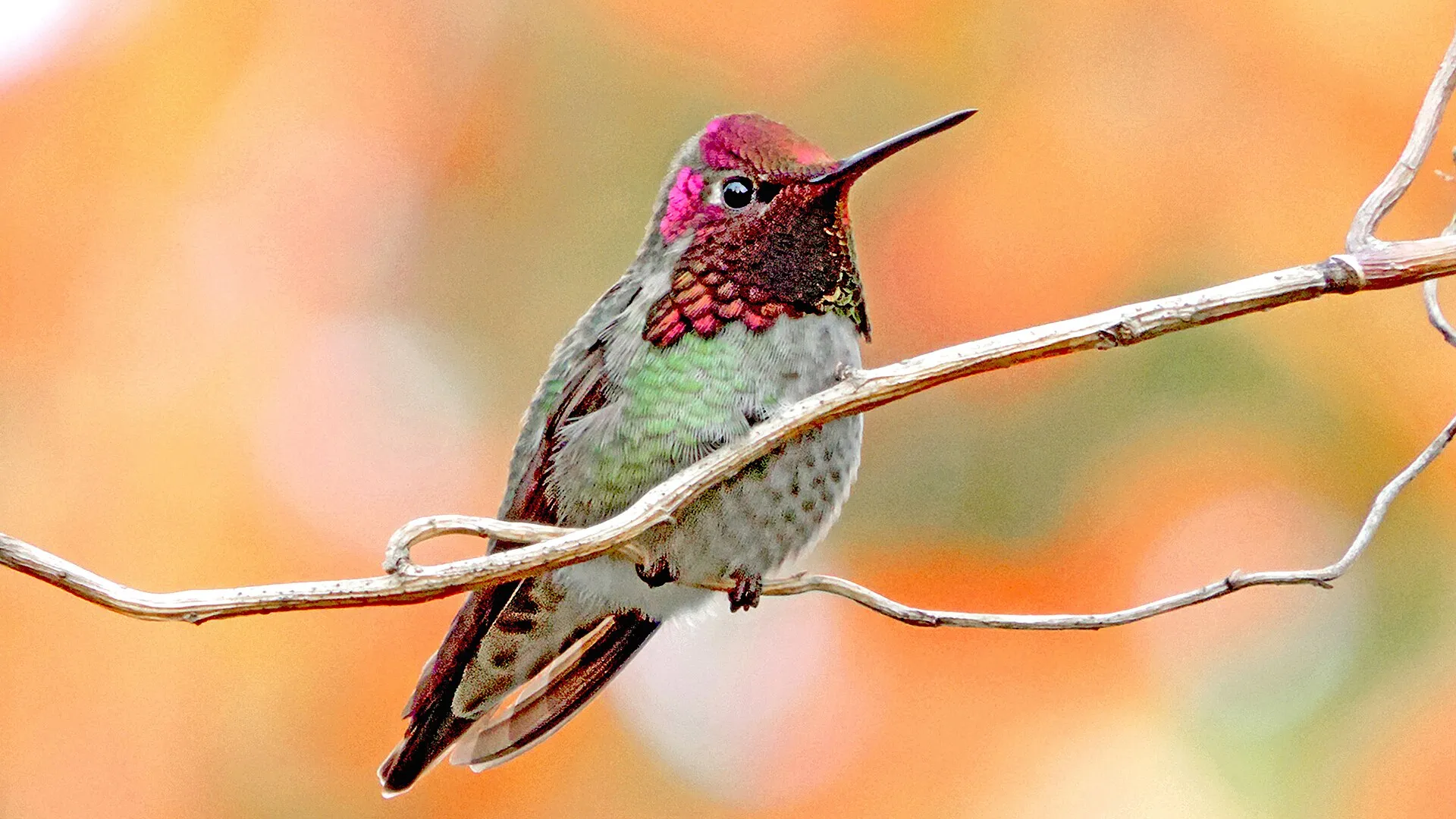 Male Anna's hummingbird with iridescent pink head perched on a twig