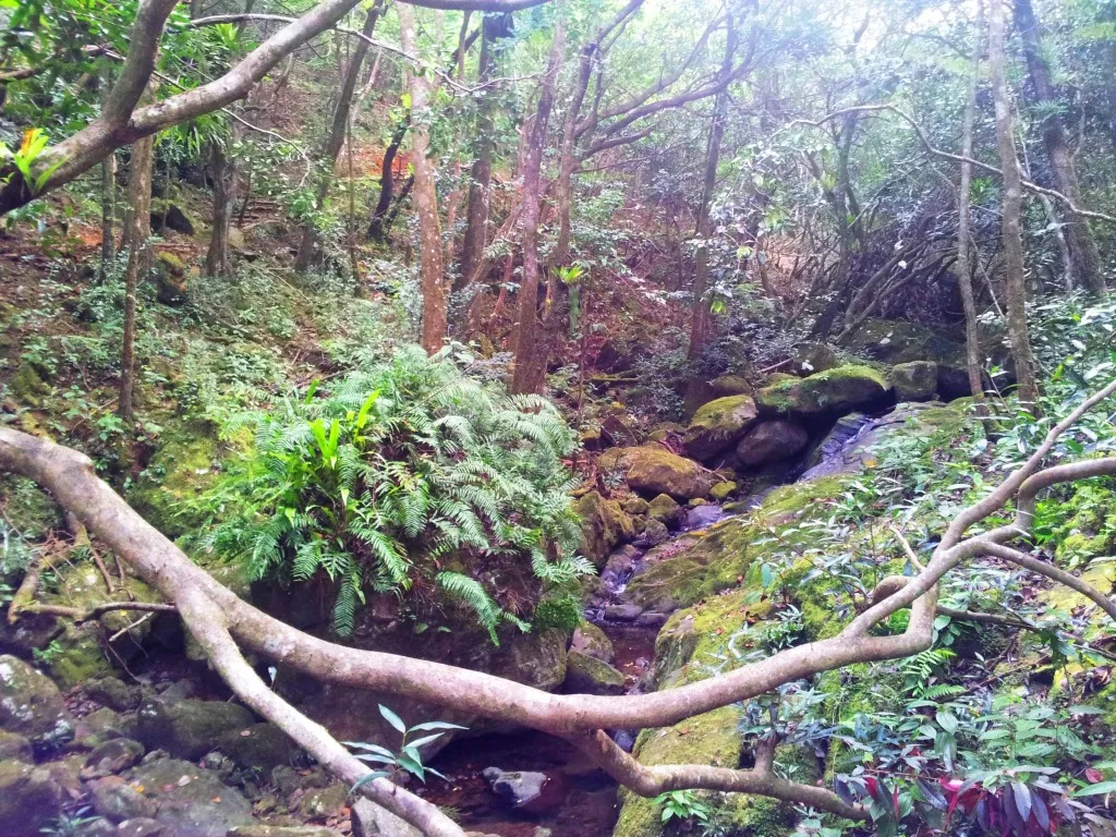 Dense tropical forest with mossy fallen branches like the dodo's Mauritius home