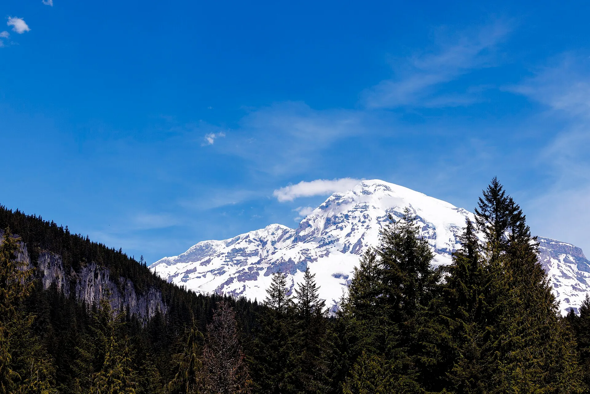 Snow-covered summit of Mount Rainier rising above evergreen forest