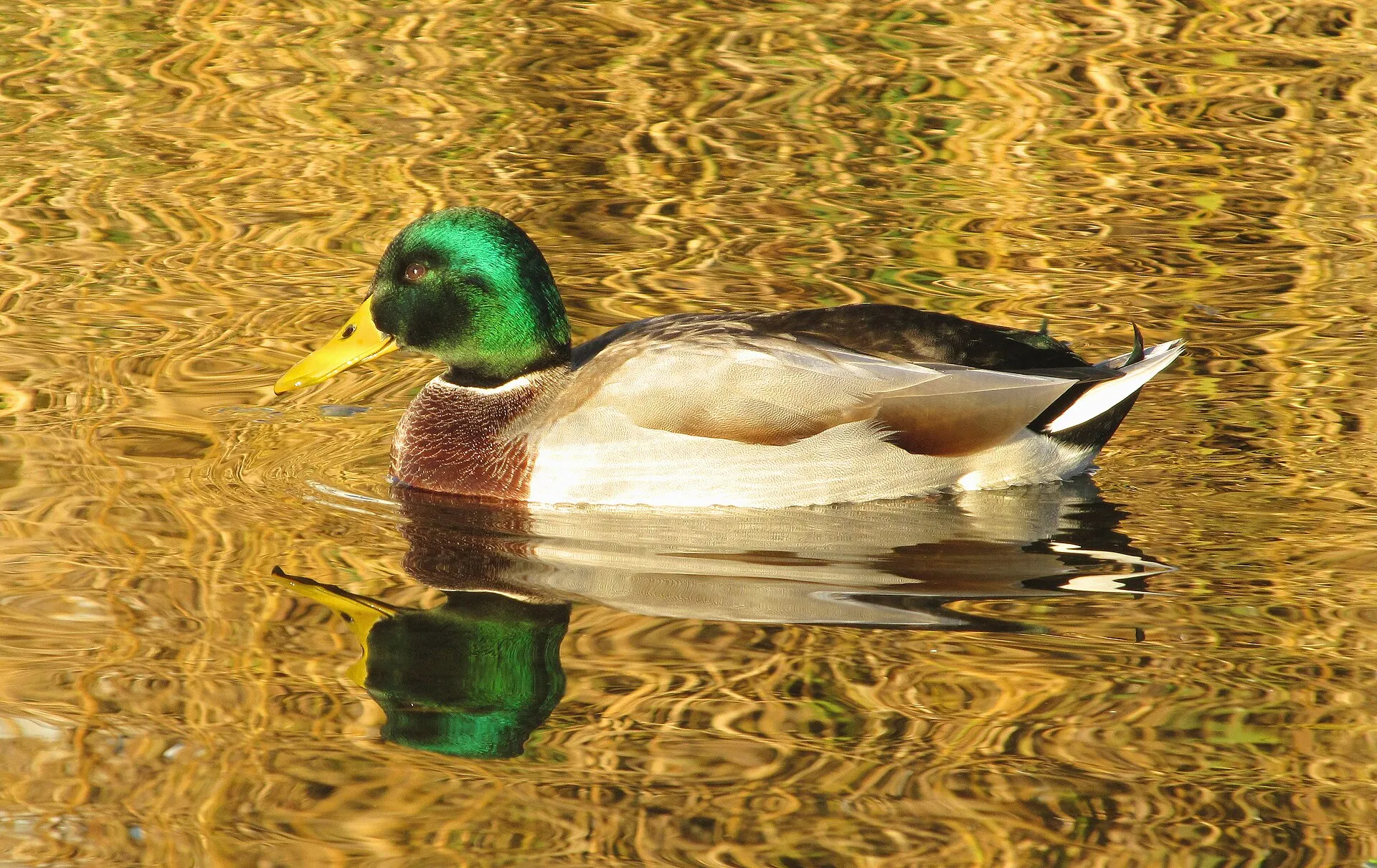 Male mallard with an iridescent green head swimming on golden water