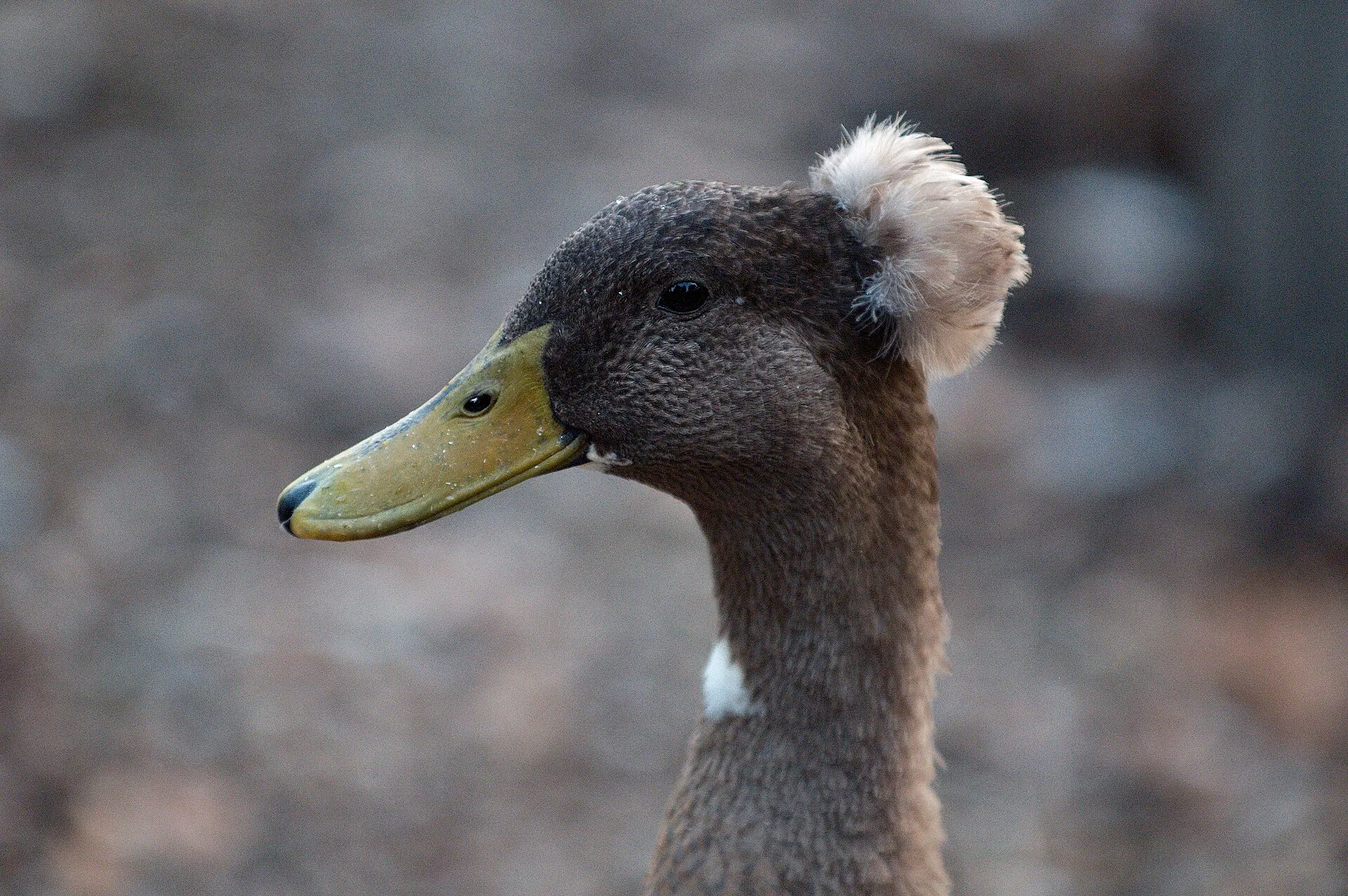 Domestic crested duck with a fluffy tuft of feathers on its head