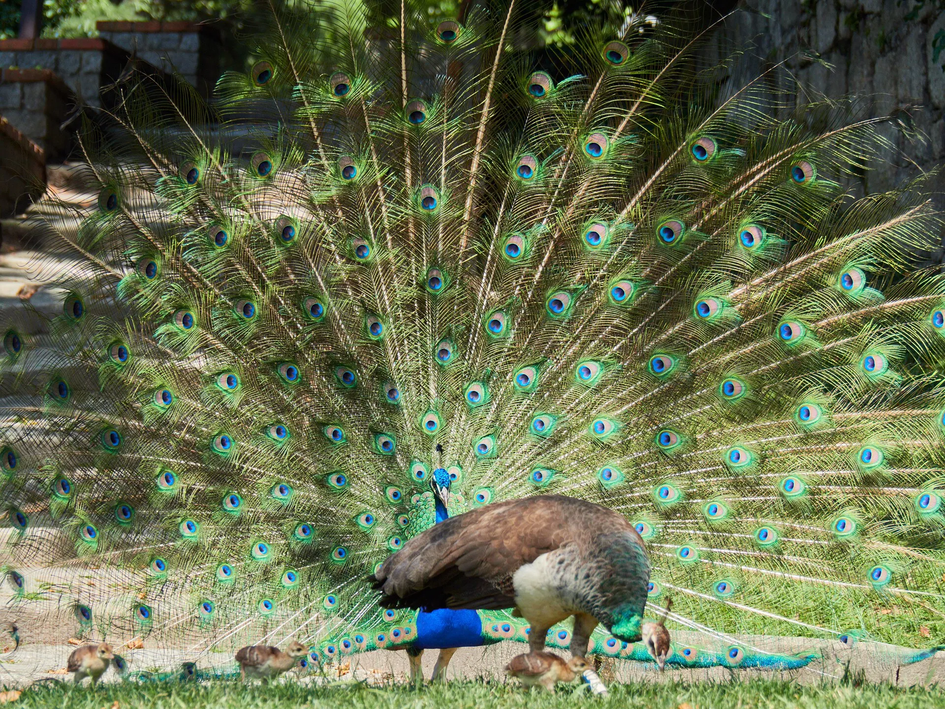 Peacock fanning its train while foraging on open ground