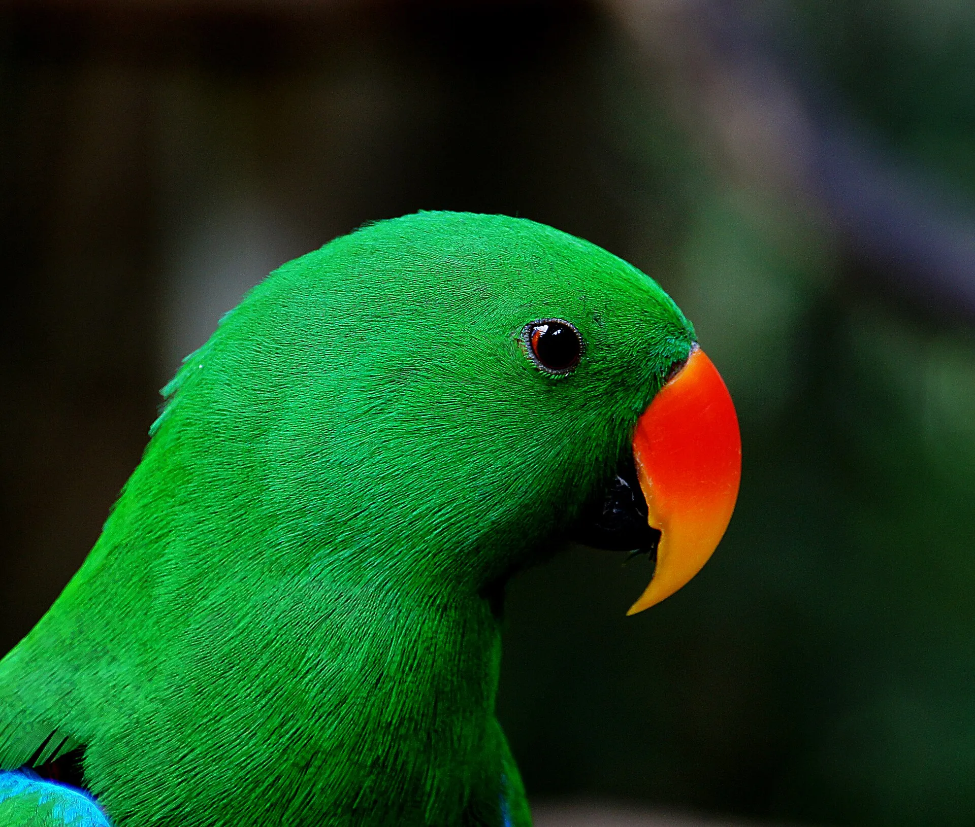 Bright green male eclectus parrot with an orange beak in profile