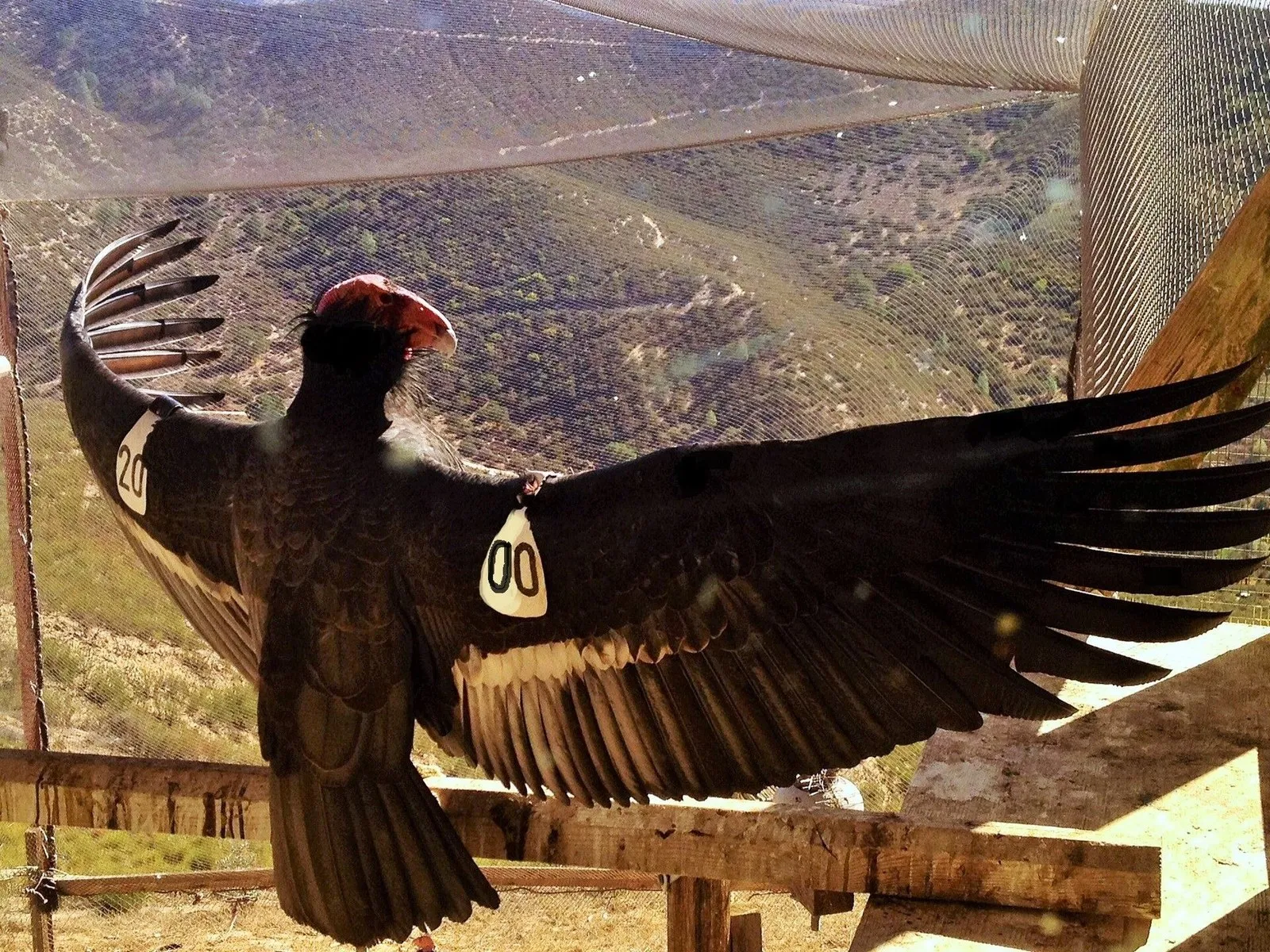 A wing-tagged California condor spreading its wings in a conservation enclosure above a canyon