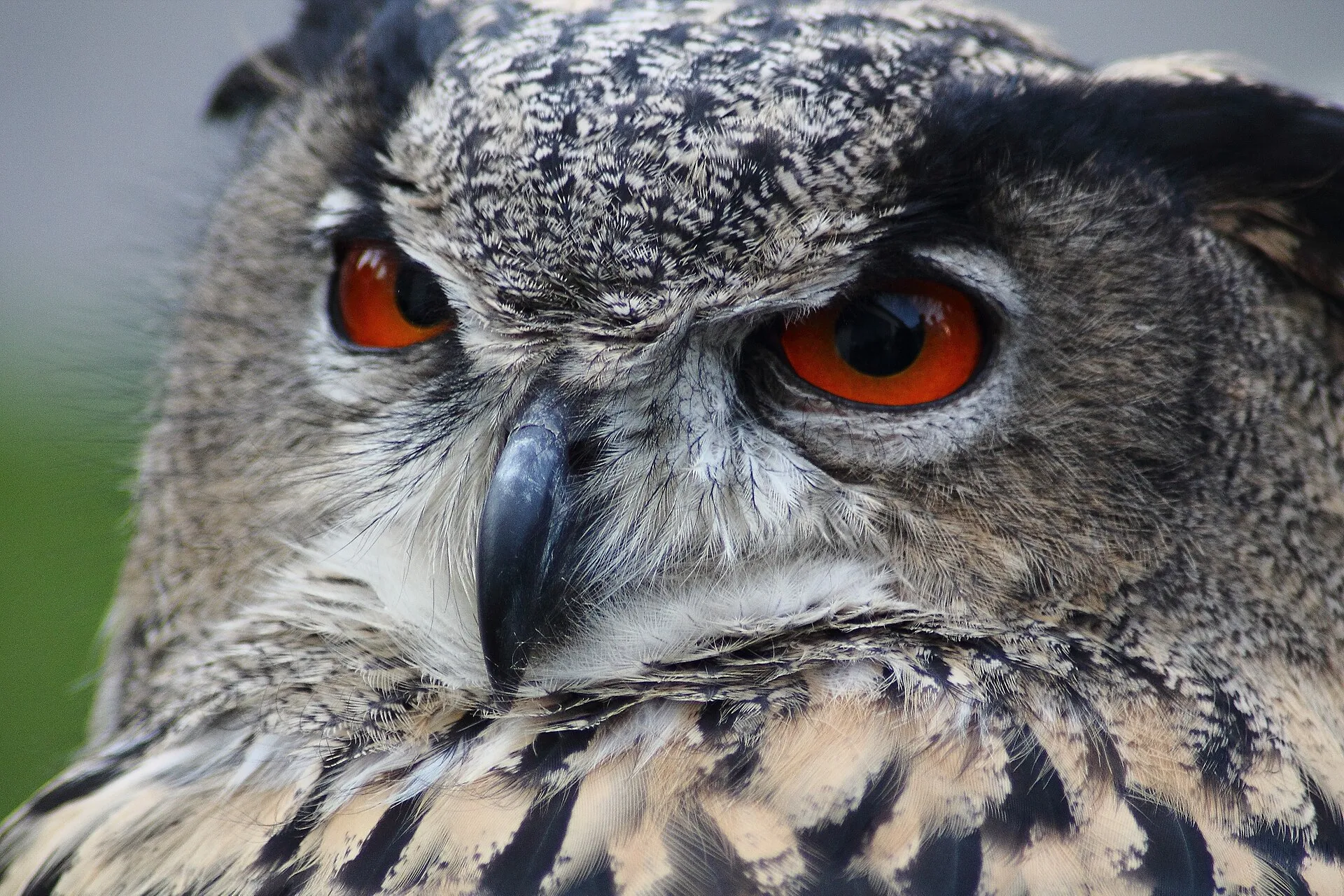 Close-up of a Eurasian eagle-owl's face with vivid orange eyes