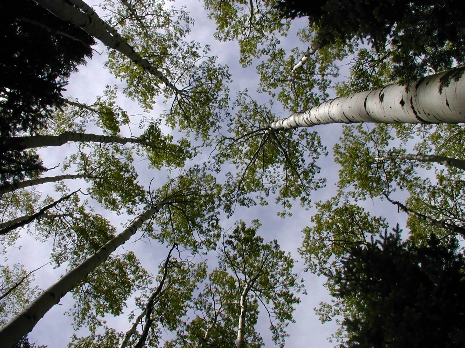 Looking up through a deciduous forest canopy with slender trunks converging overhead