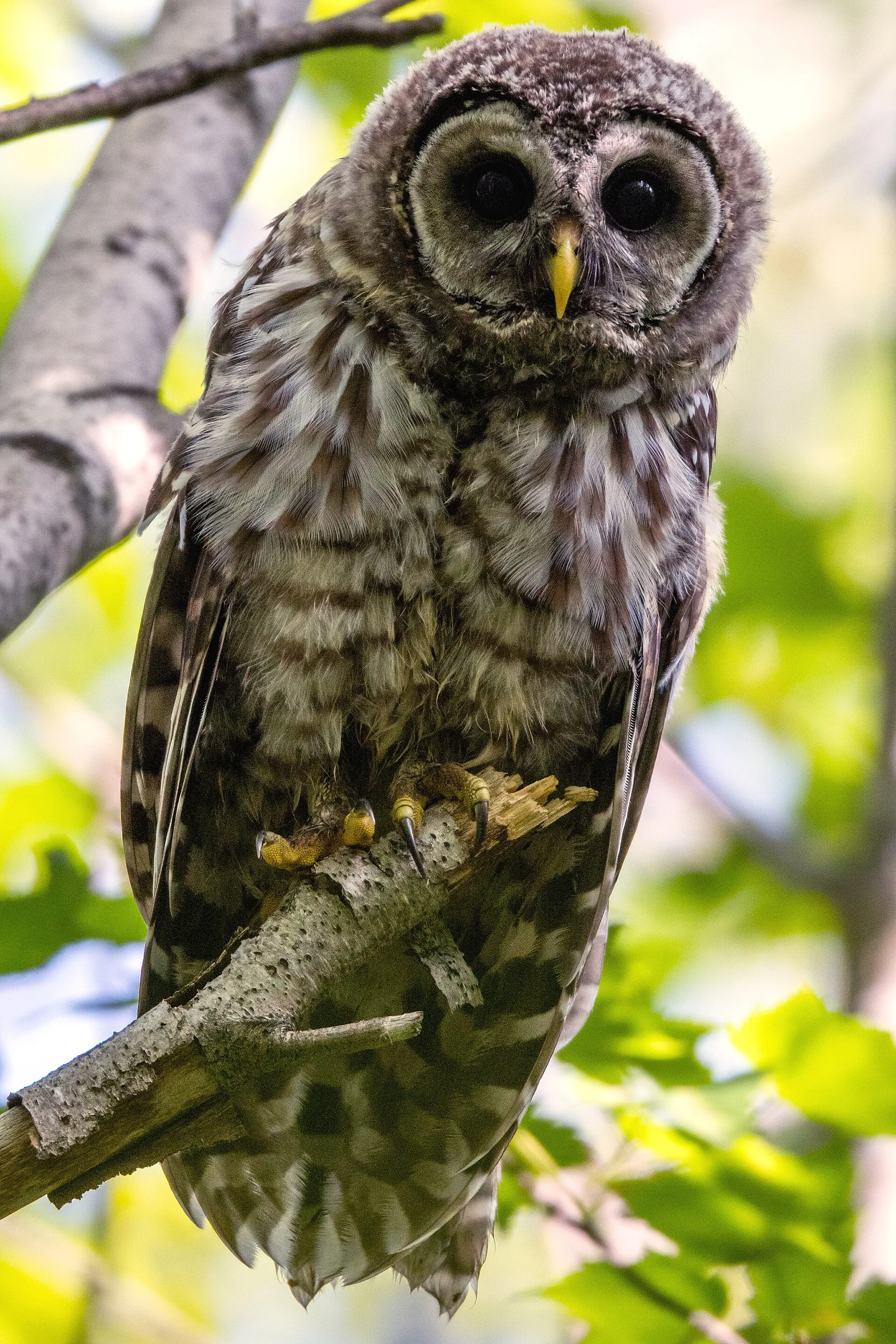 Barred owl with dark eyes and streaked chest perched among green leaves