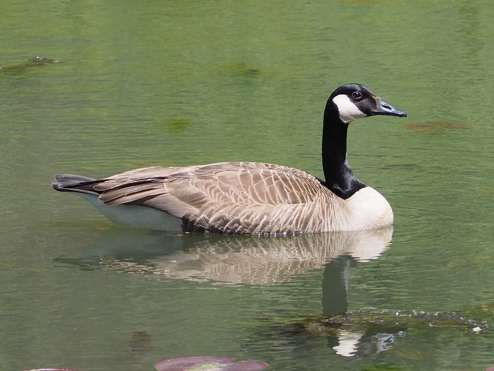 Canada goose with a black neck and white chinstrap swimming on calm water