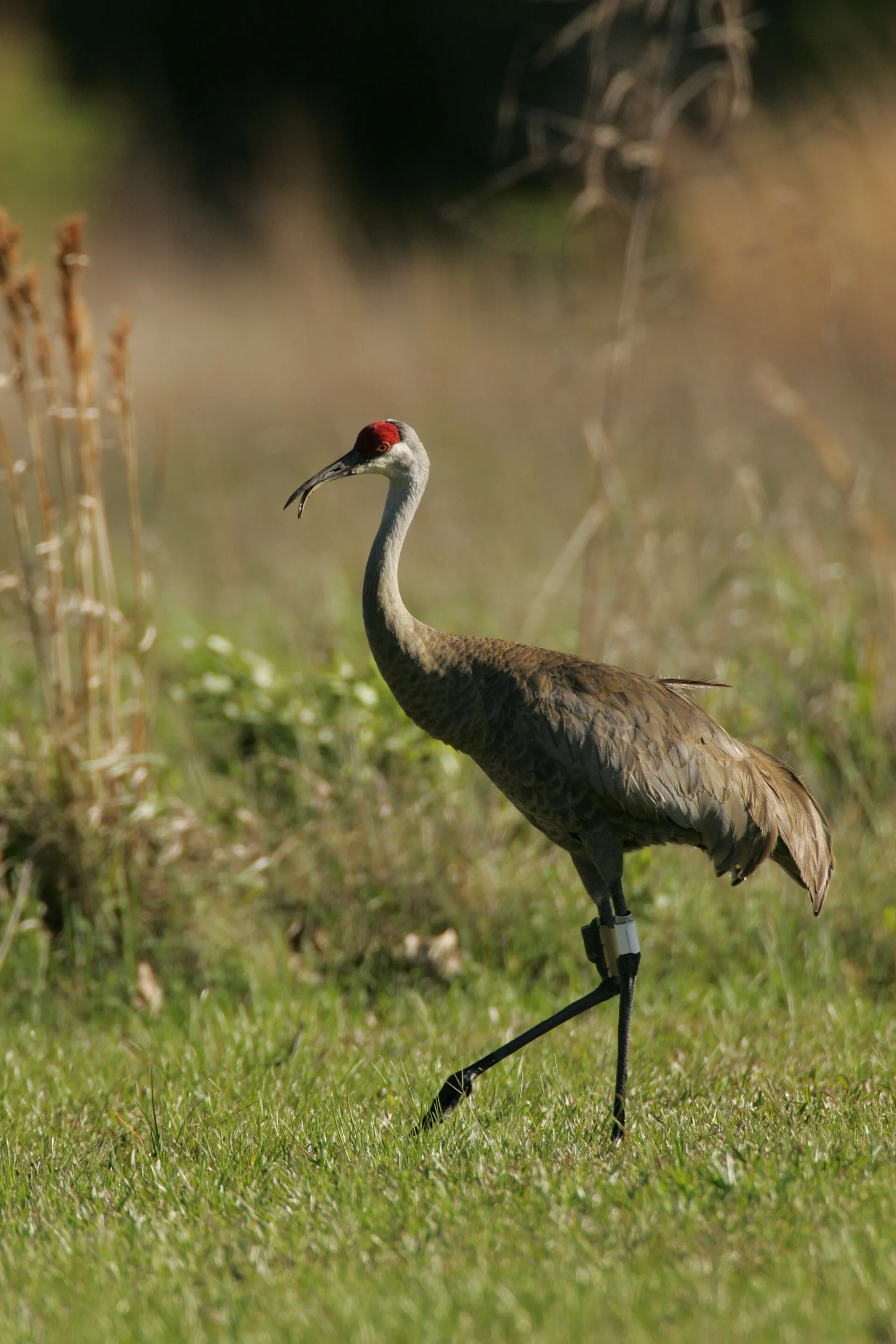 Sandhill crane with a red crown striding through dry grassland