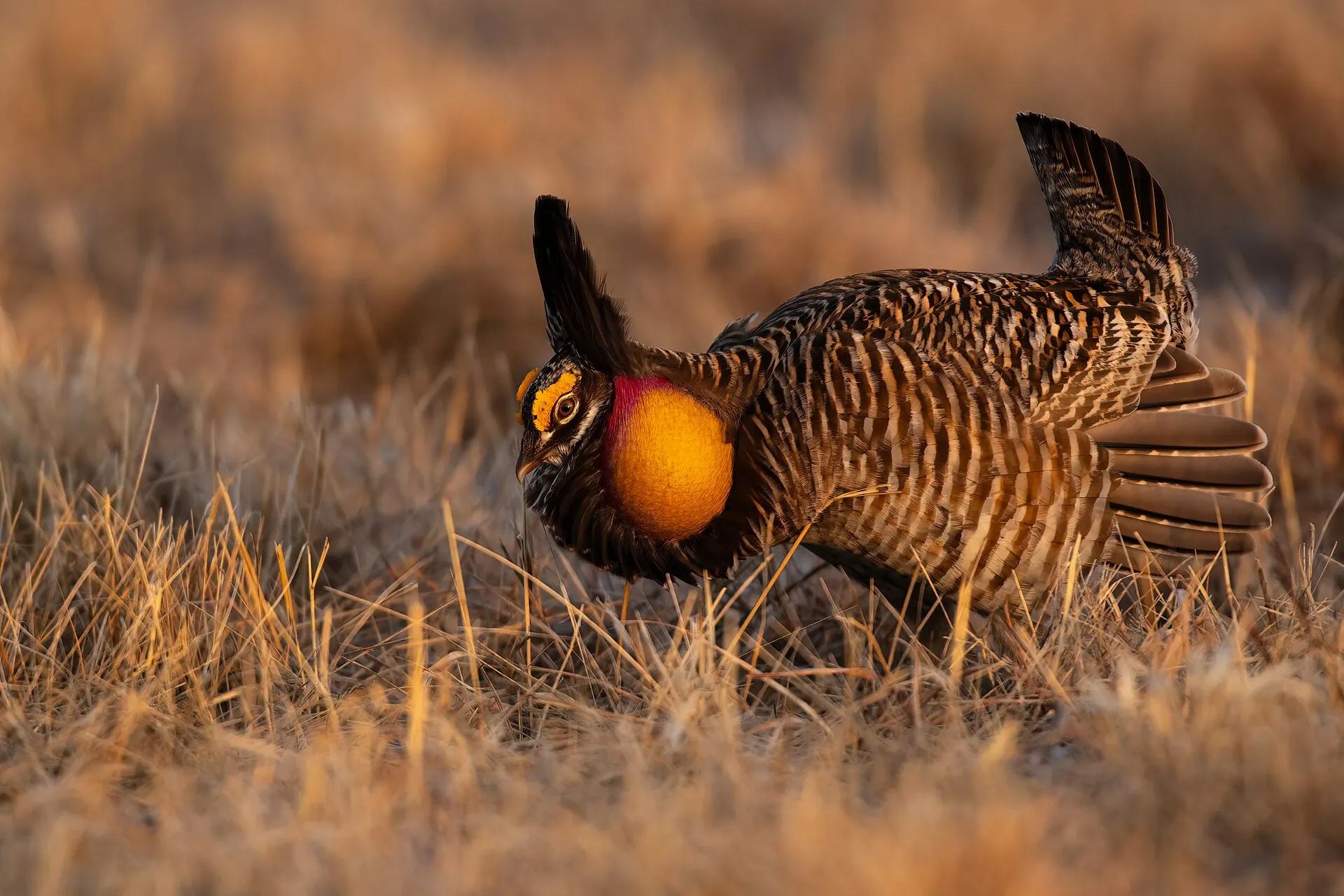 Male greater prairie chicken displaying with inflated orange air sacs