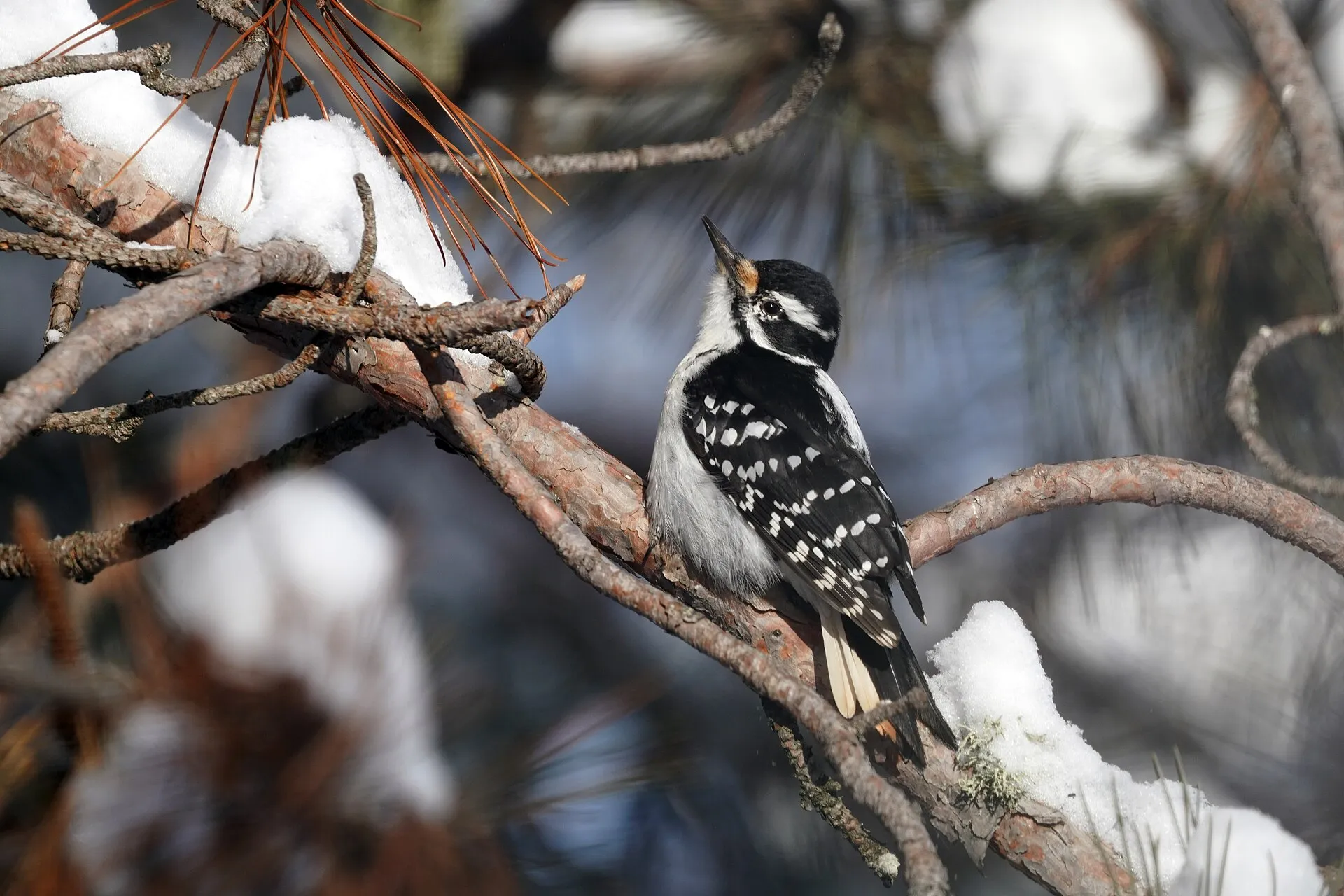 Hairy woodpecker with black-and-white plumage clinging to a pine branch