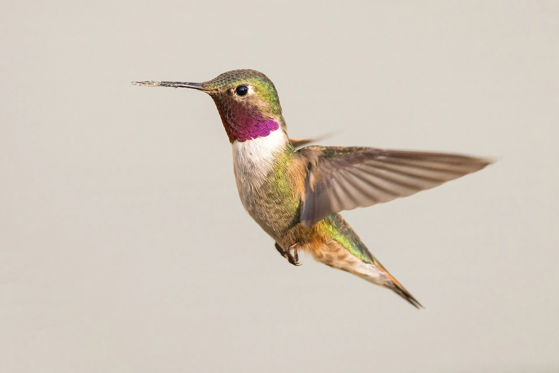 Hovering hummingbird with a rose-pink throat and fanned tail