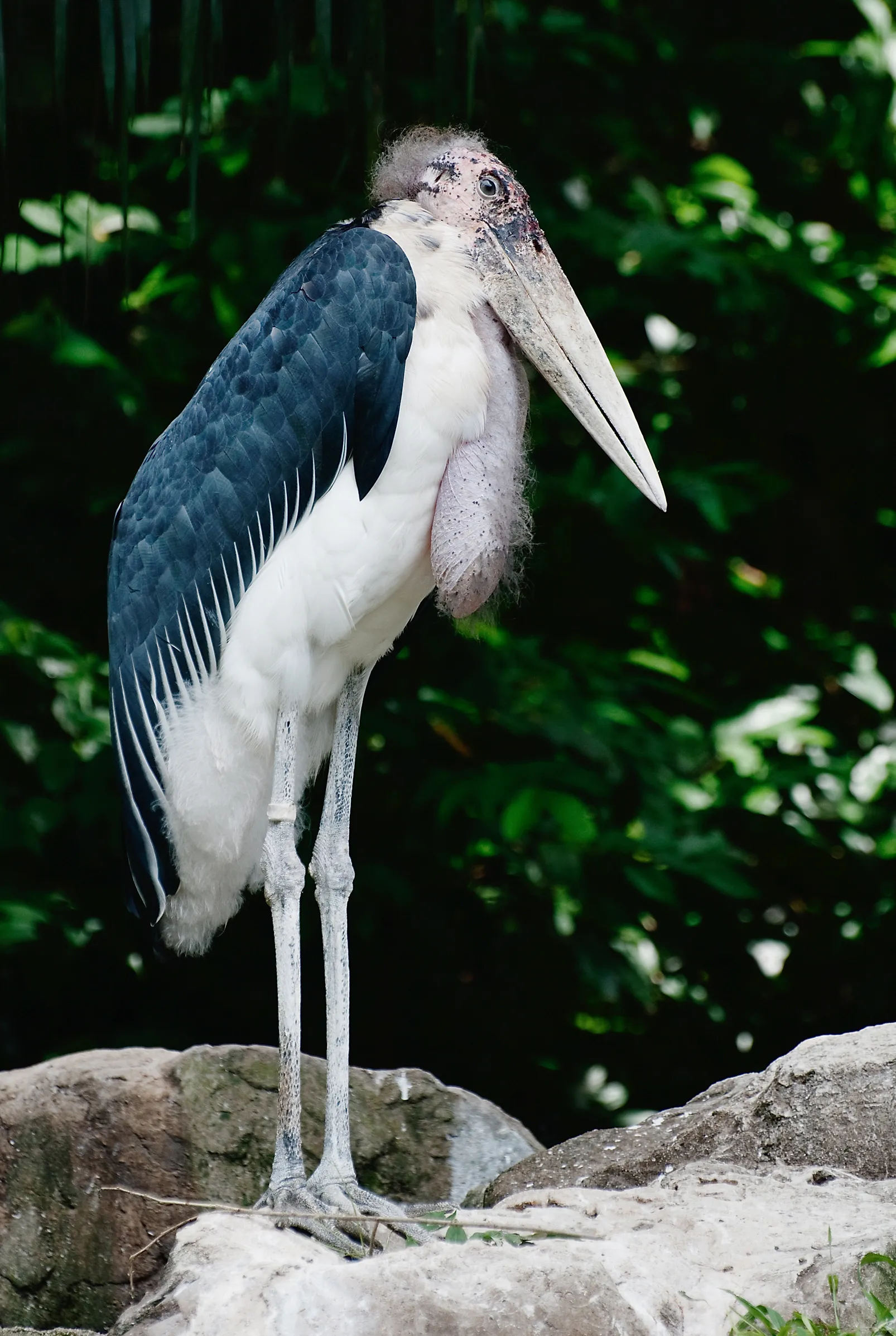 Marabou stork with a bald head and heavy bill standing on a rock