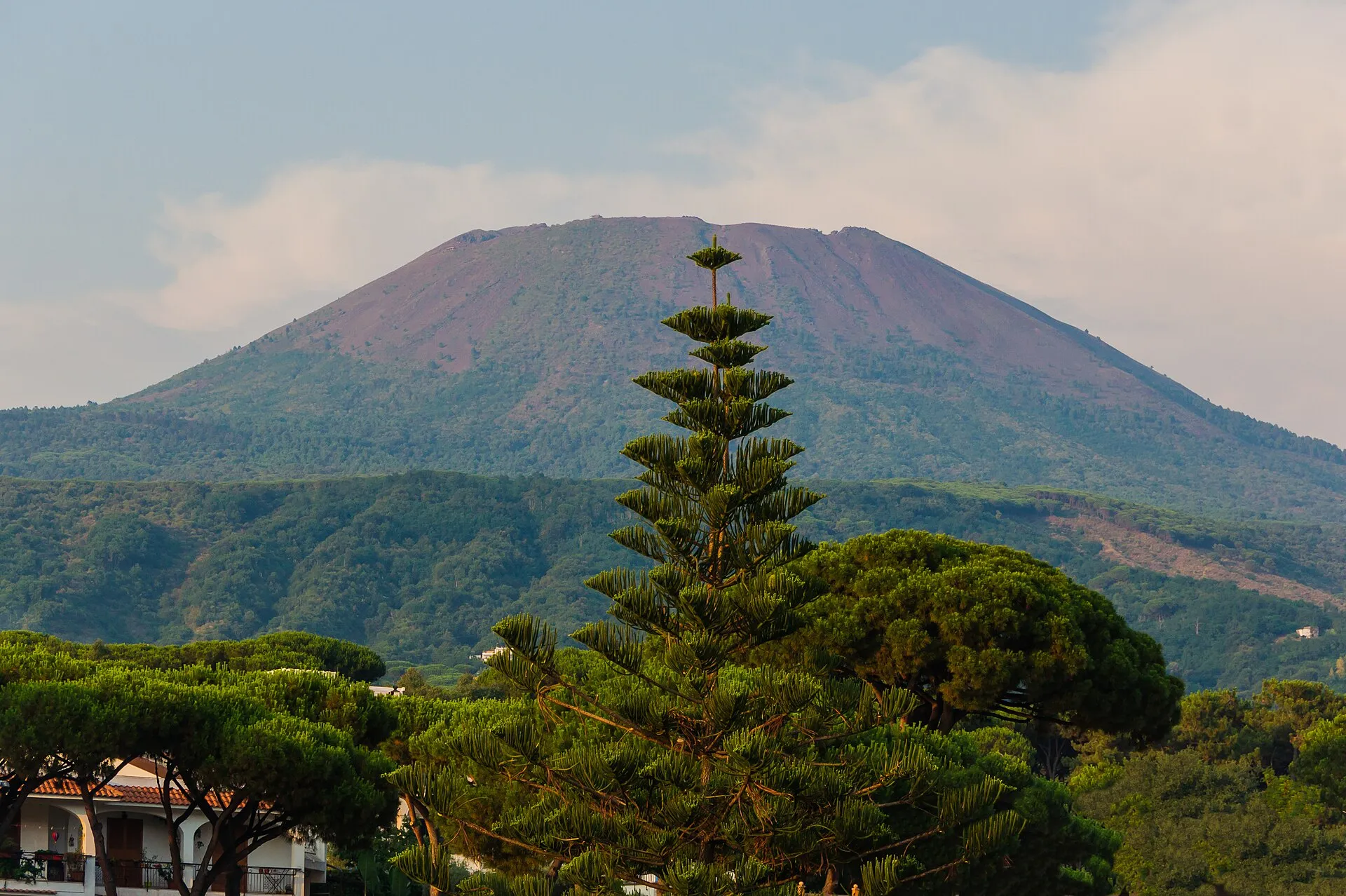 The cone of Mount Vesuvius rising beyond umbrella pines