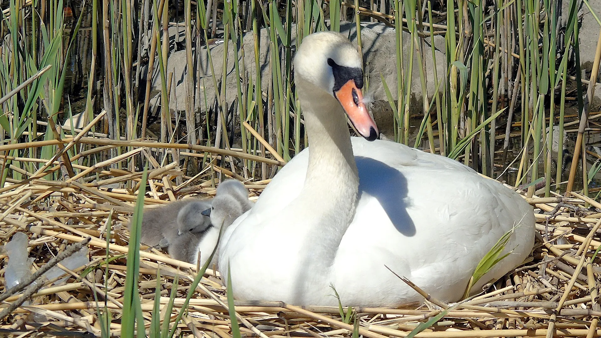Mute swan with an orange and black bill nesting beside its grey cygnet