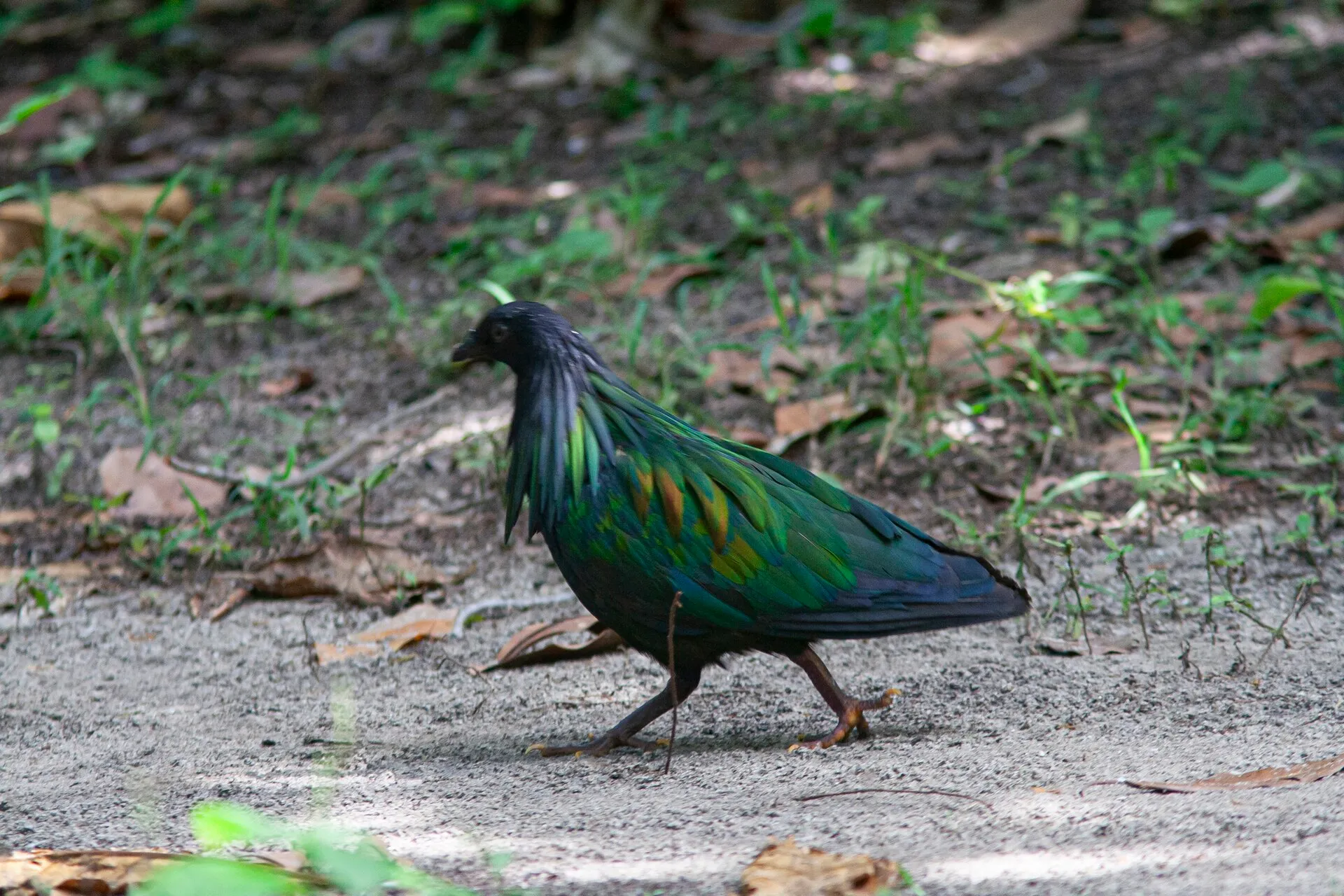 Nicobar pigeon with iridescent green and copper hackles walking on the ground
