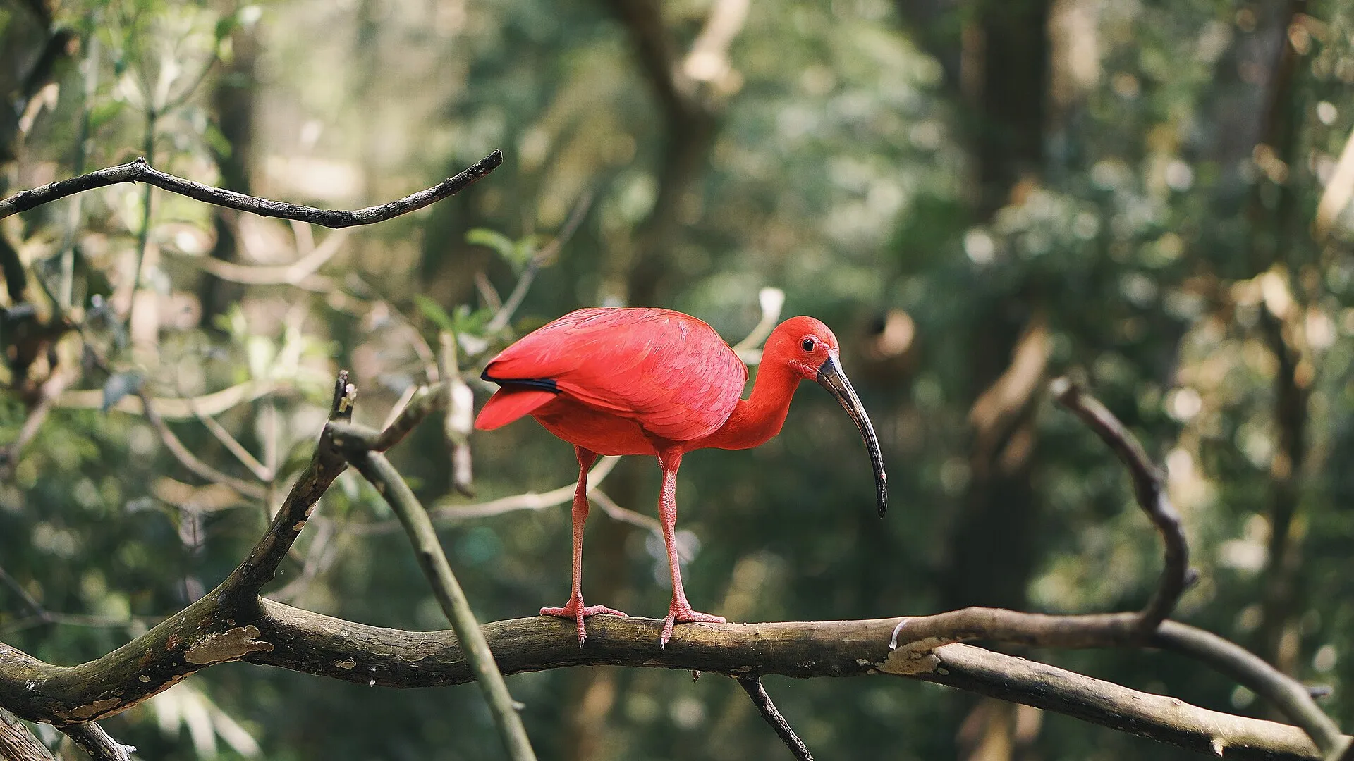 Scarlet ibis with brilliant red plumage standing on a branch