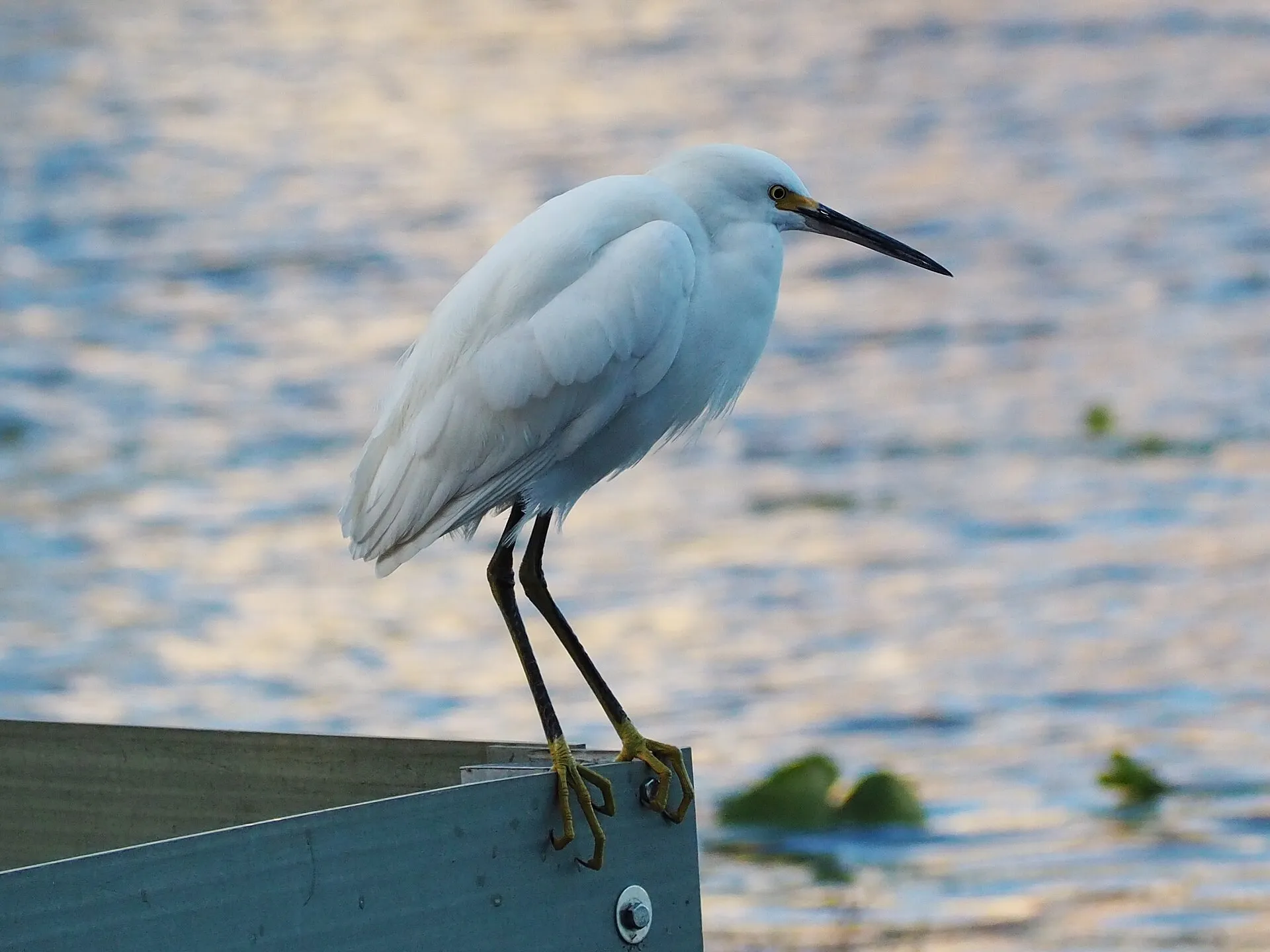 Snowy egret with white plumage and a slender black bill perched beside water