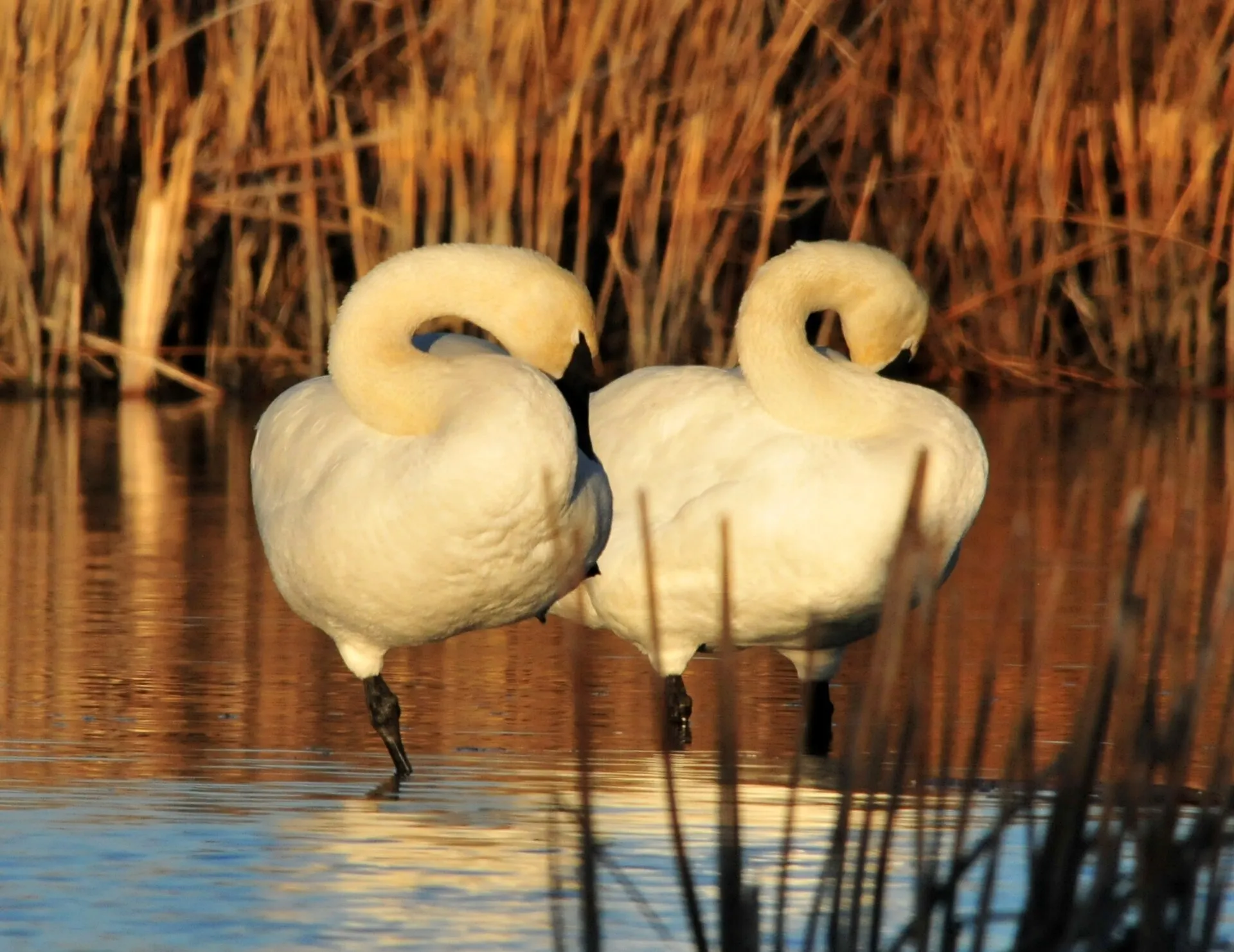 Two trumpeter swans resting in golden marsh water